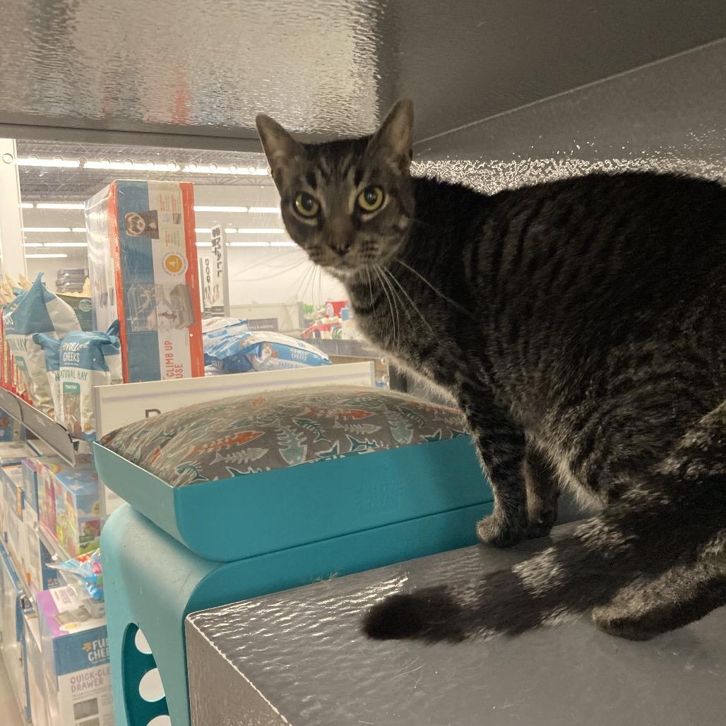 Enlarge Sketchers, a Adoptable Domestic Short Hair in Shelbyville, IN image 3/3