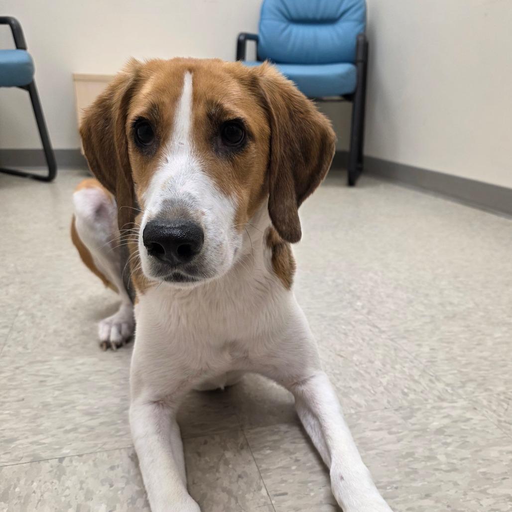 Enlarge Cornelian, a Adoptable Hound in Chatham, VA image 1/2