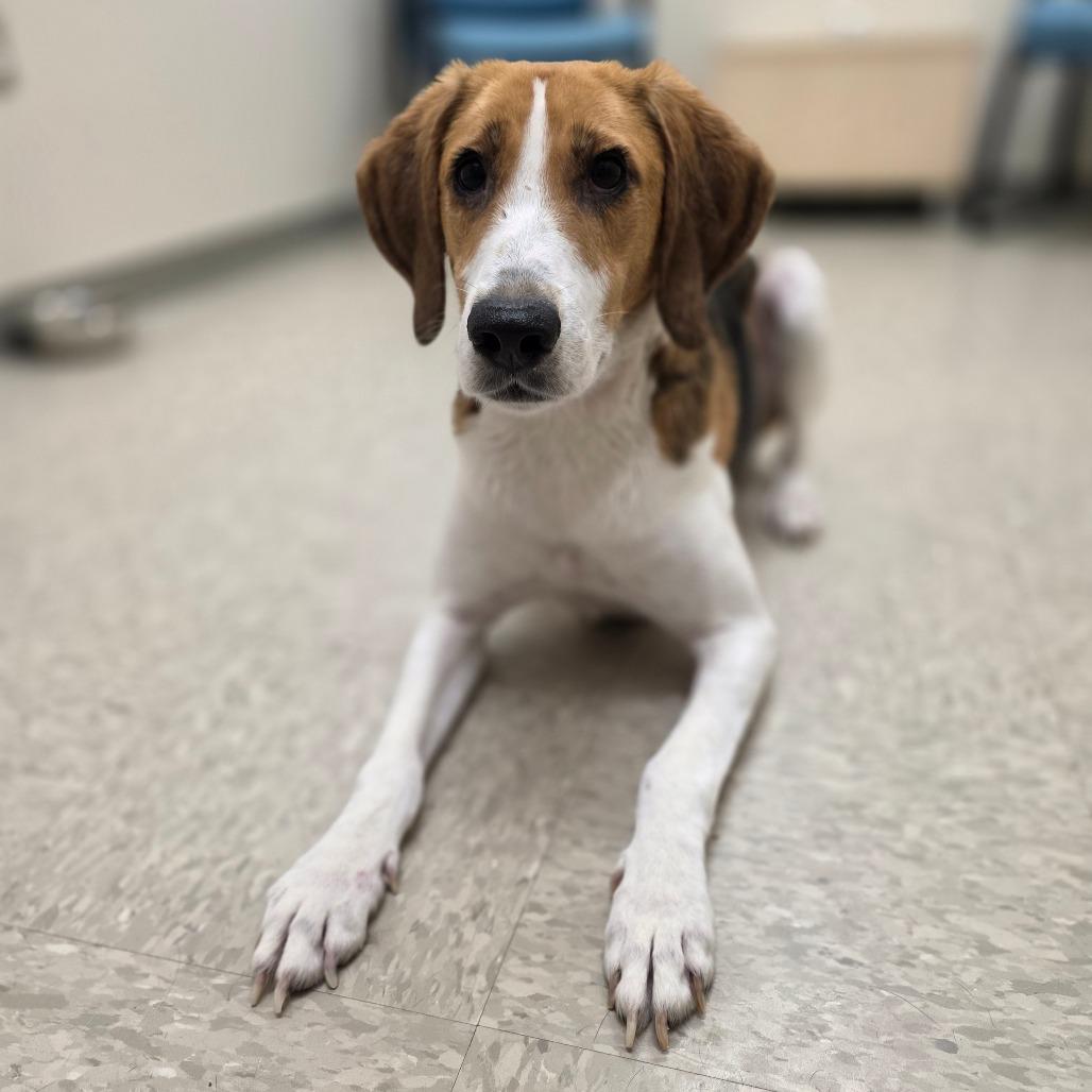 Enlarge Cornelian, a Adoptable Hound in Chatham, VA image 2/2