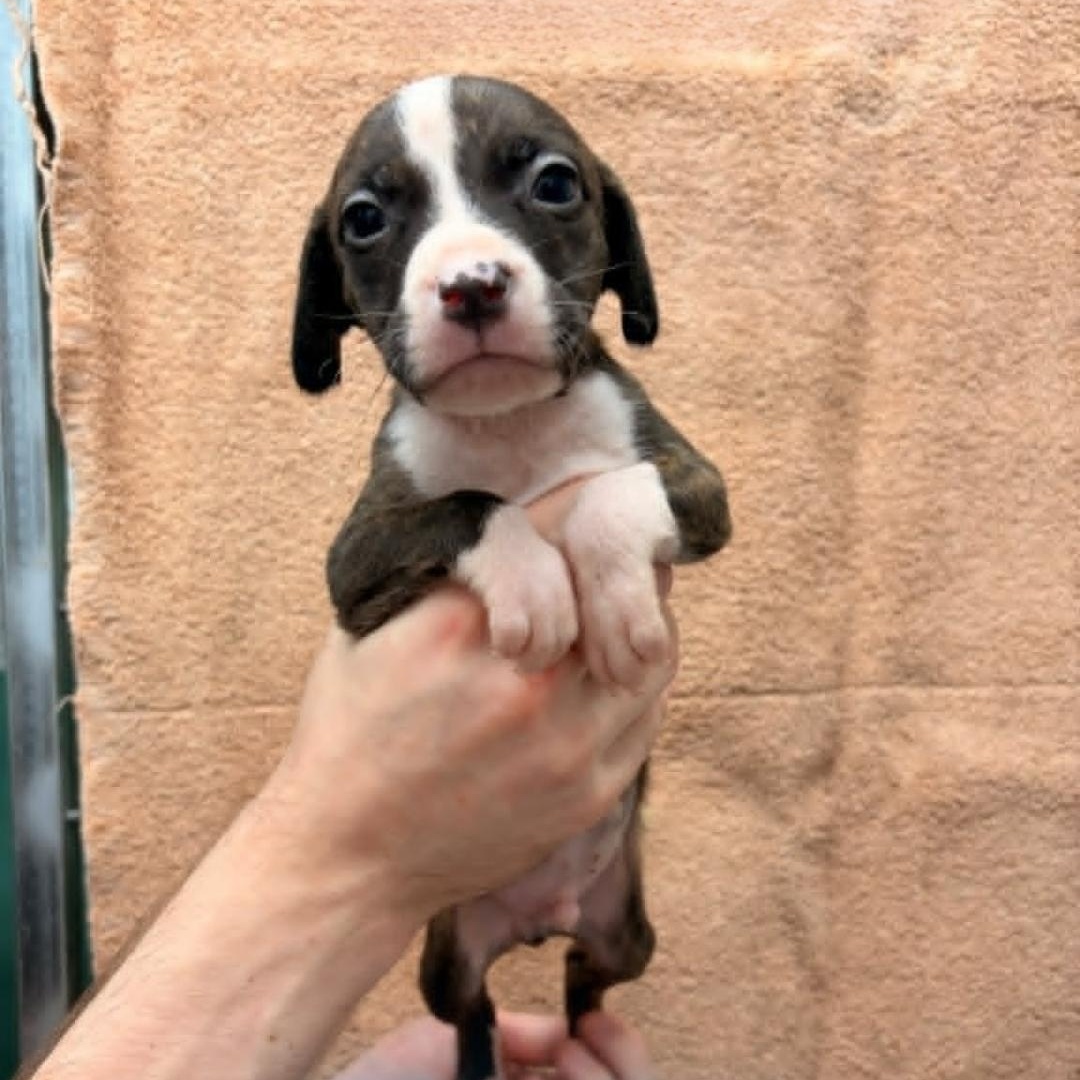 Tucker, Adoptable, Puppy Male Pit Bull Terrier.