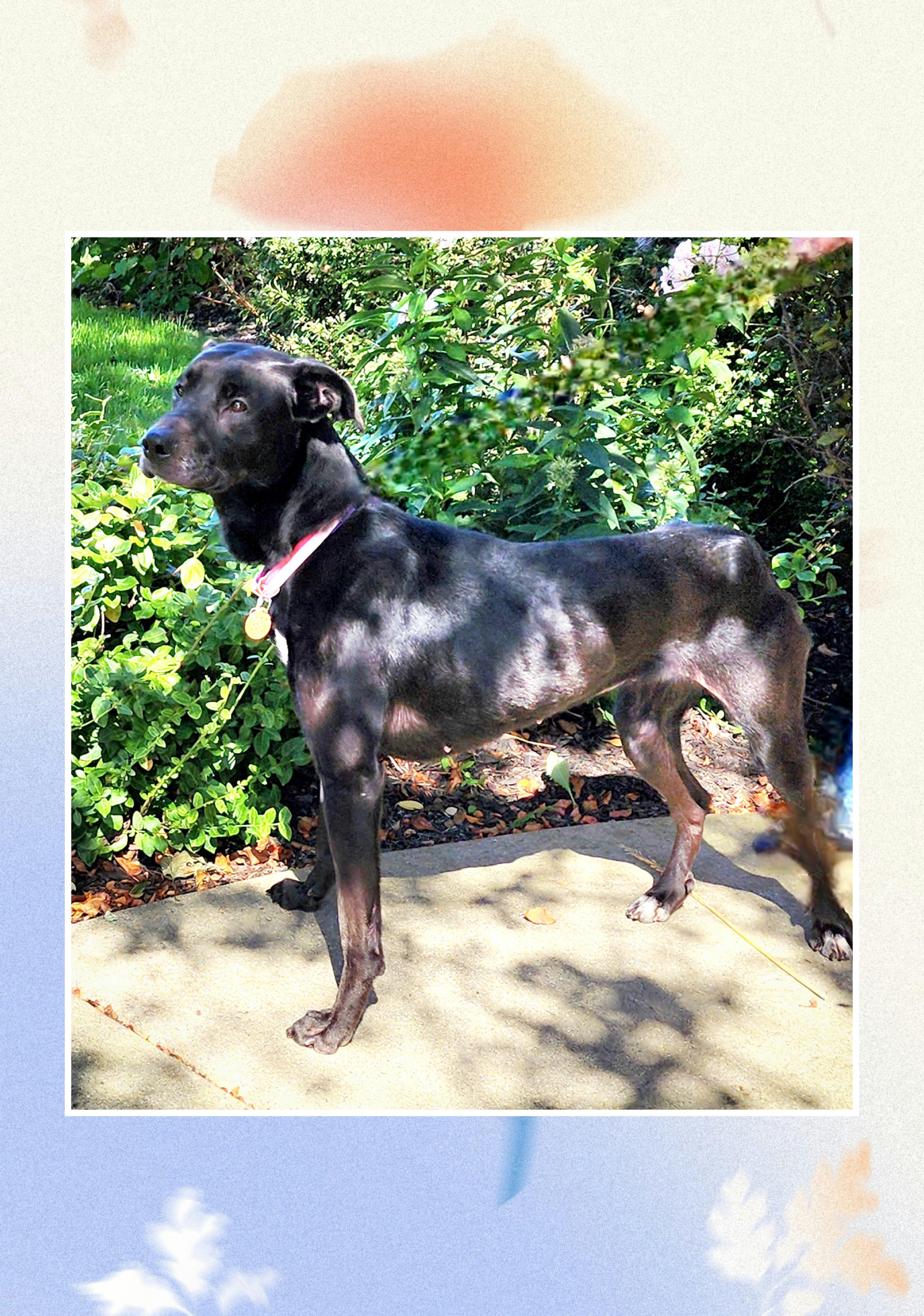 Enlarge Hannah, a Adoptable mixed breed in Lake Geneva, WI image 5/6