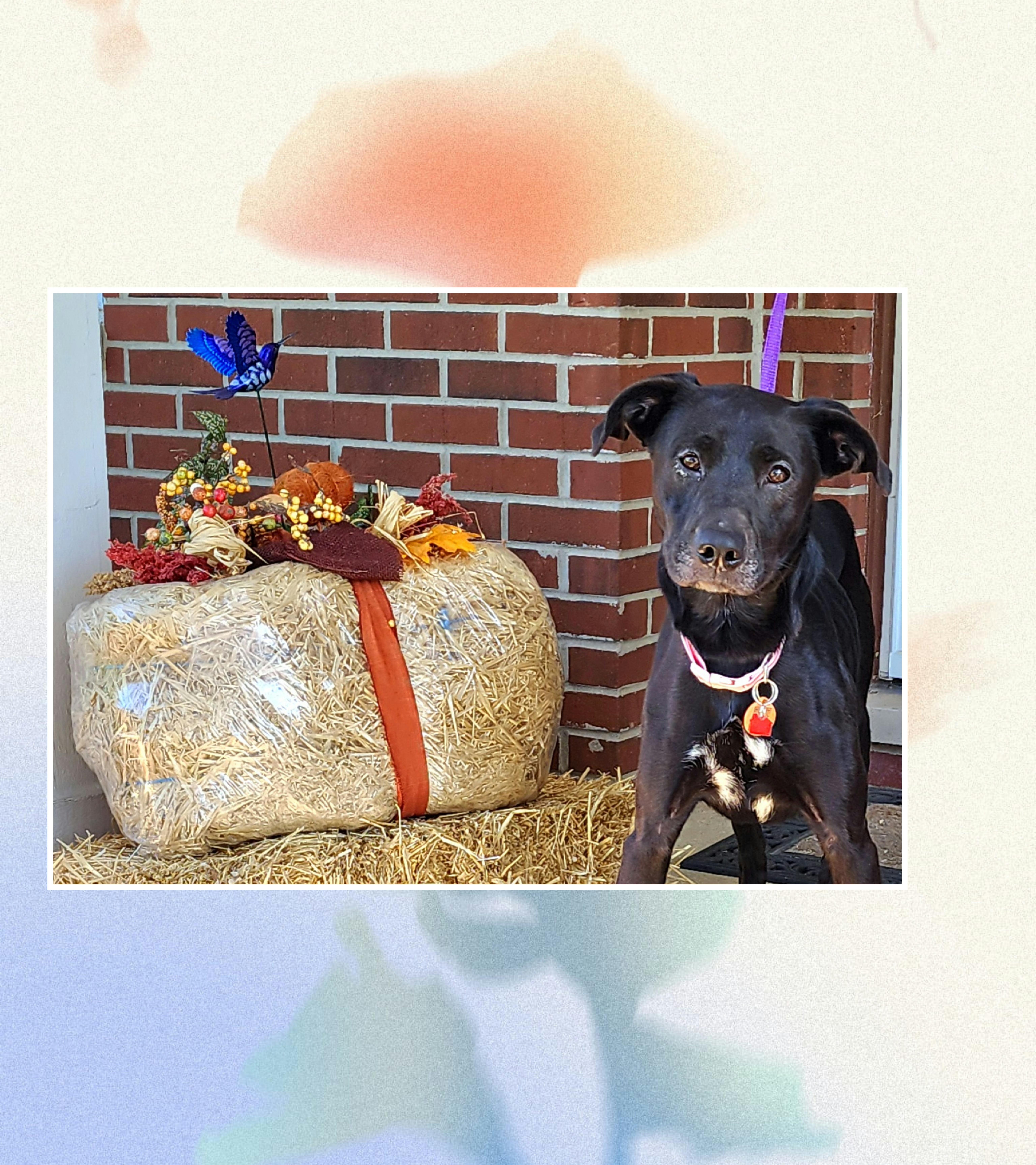 Enlarge Hannah, a Adoptable mixed breed in Lake Geneva, WI image 4/6