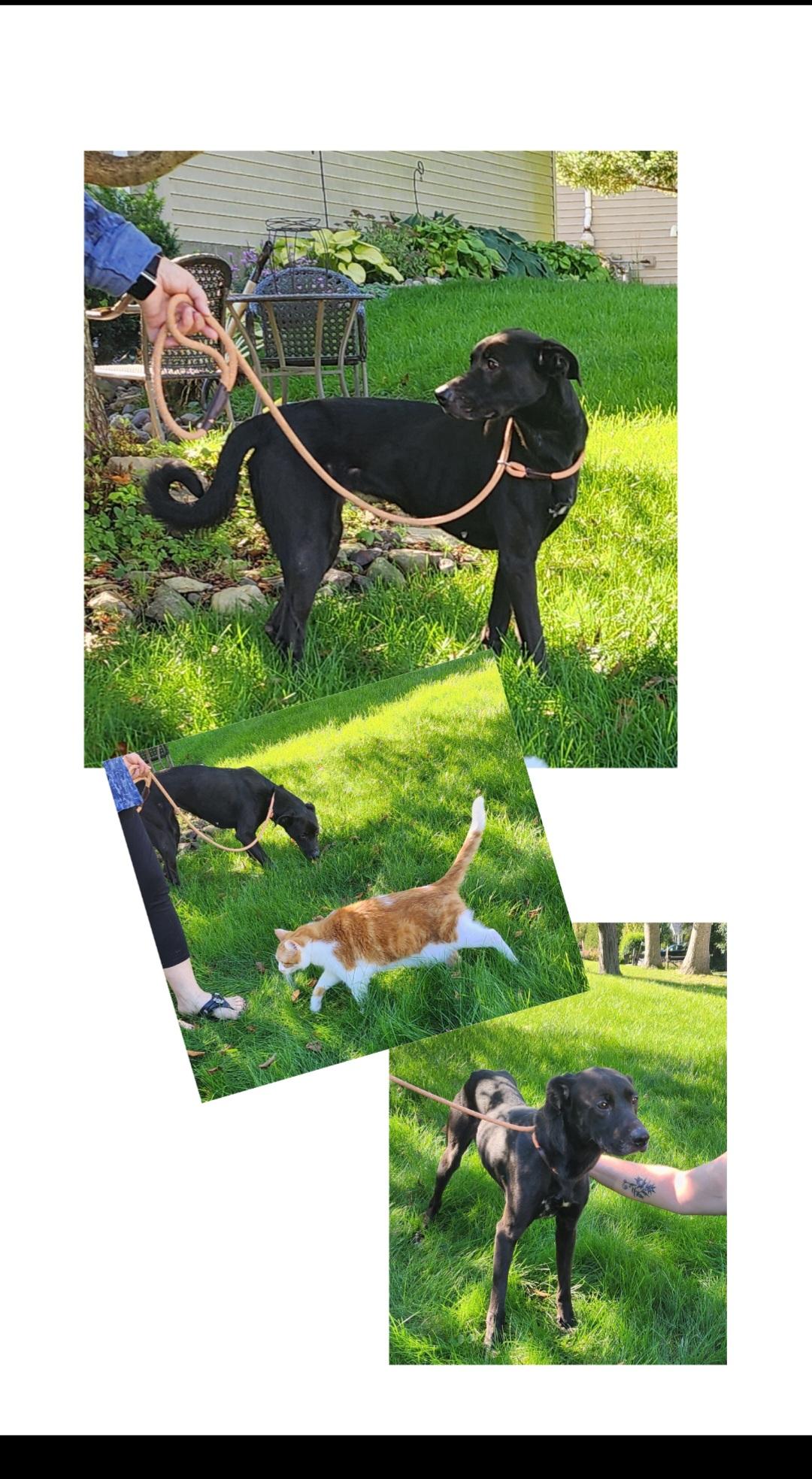 Enlarge Hannah, a Adoptable mixed breed in Lake Geneva, WI image 3/6