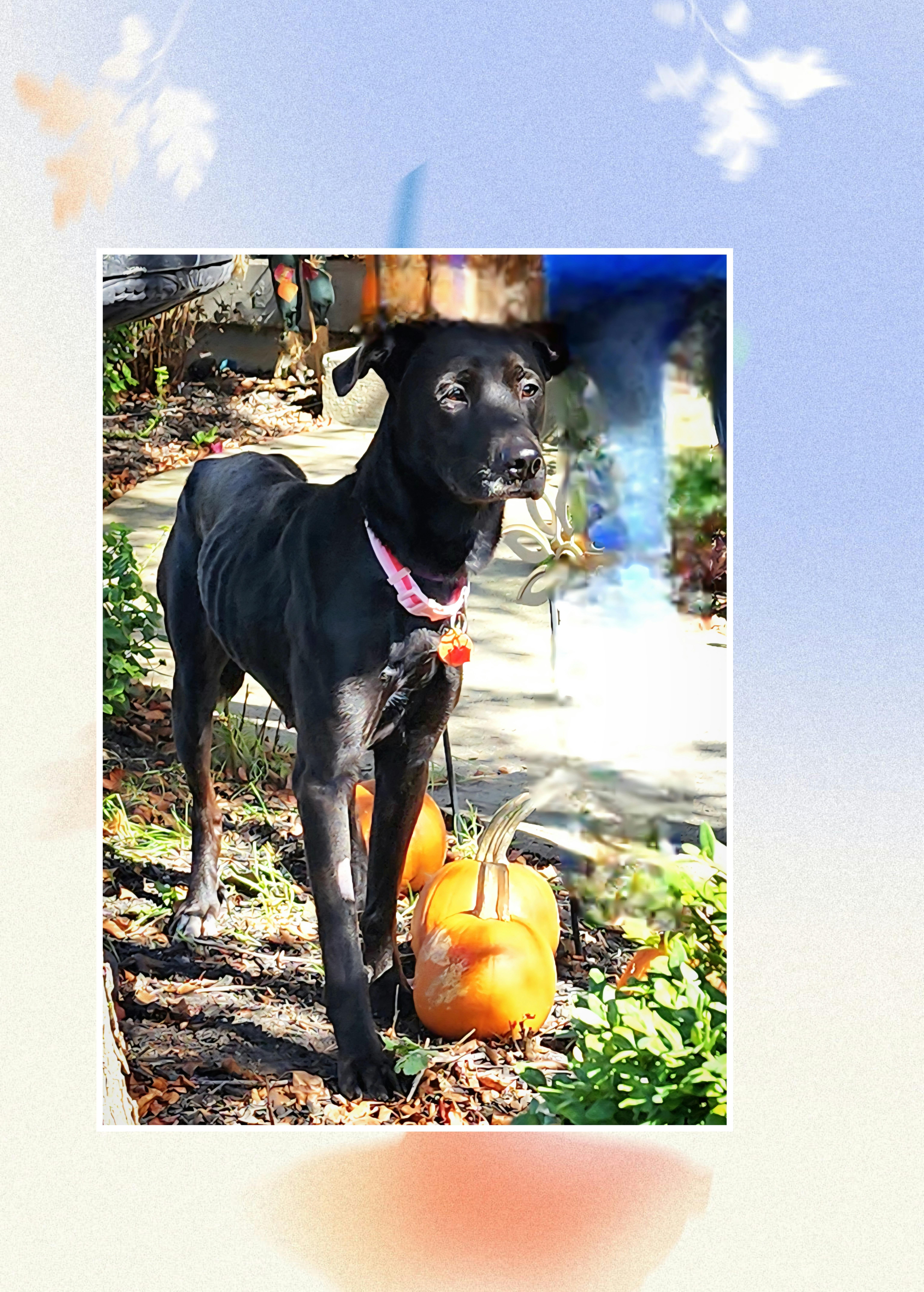 Hannah, Adoptable, Young Female Great Dane & Black Labrador Retriever.