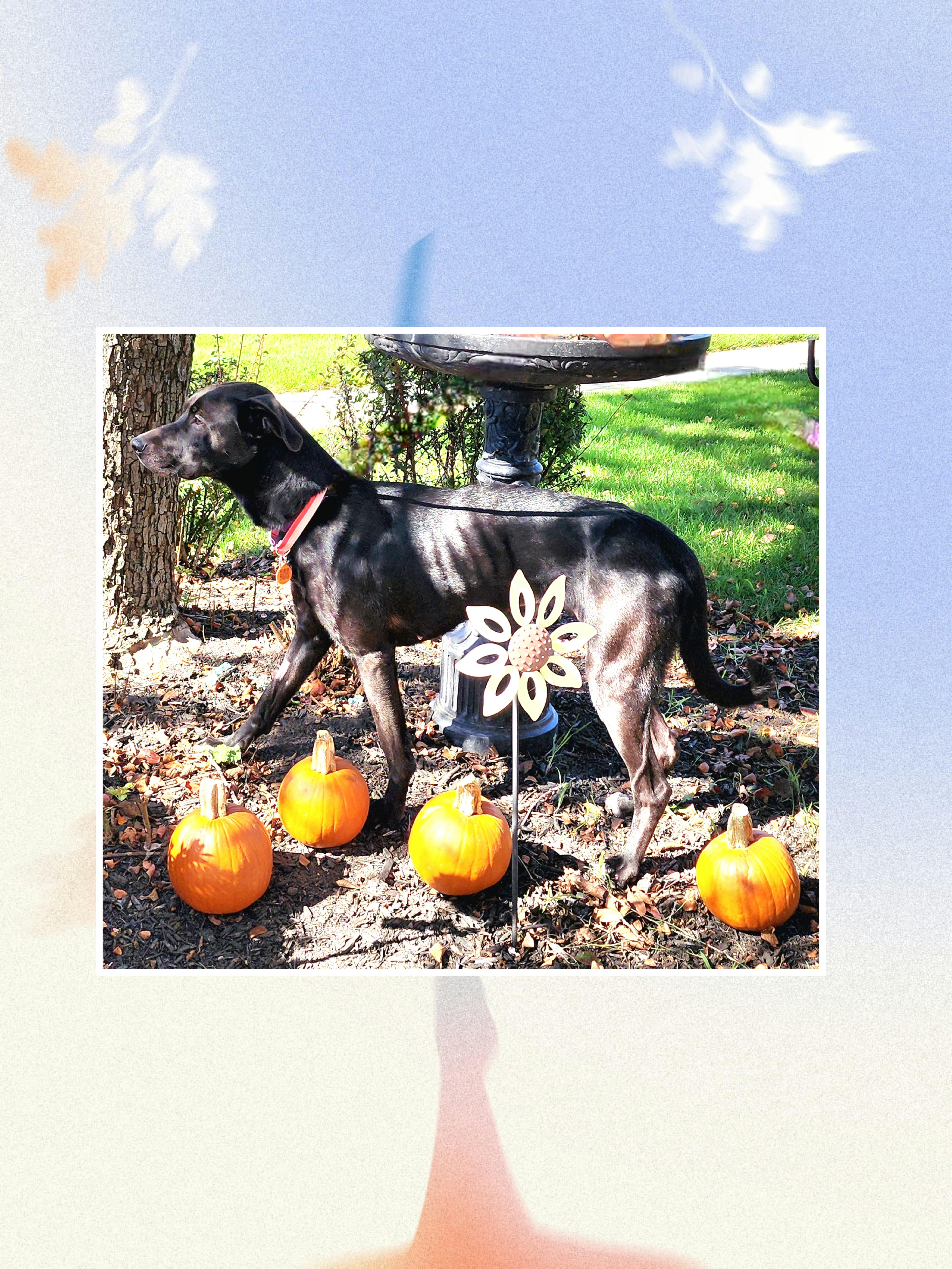 Enlarge Hannah, a Adoptable mixed breed in Lake Geneva, WI image 2/6