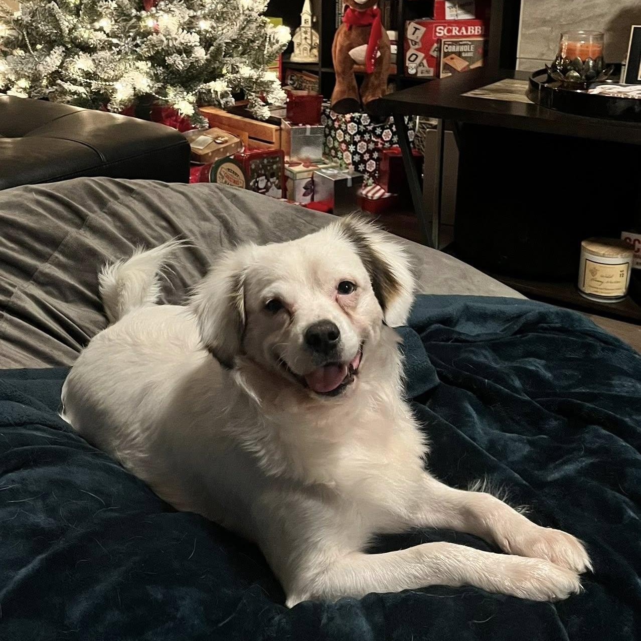 Blue is in Seattle!, ADOPTABLE, Young Male Spaniel & Australian Shepherd.