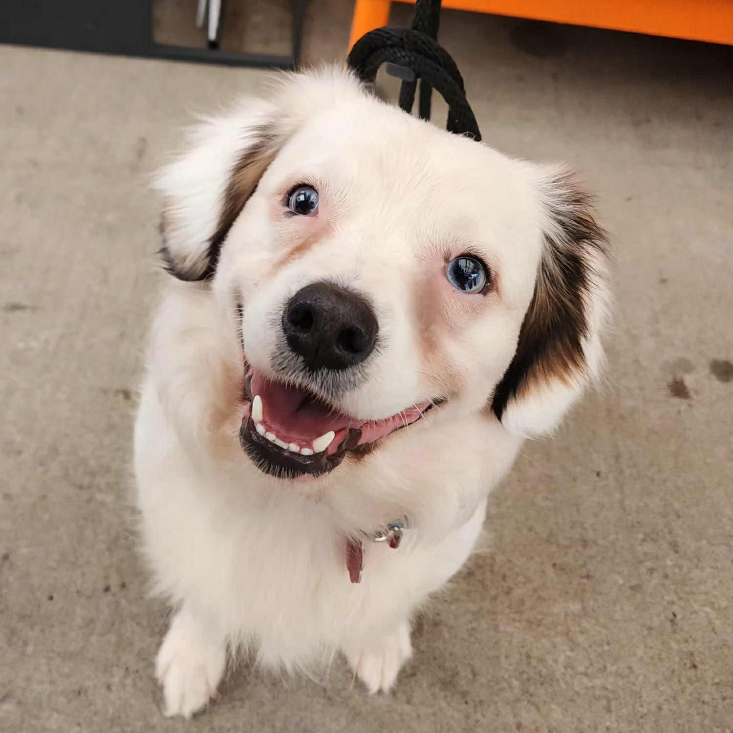 Enlarge Blue is in Seattle!, a ADOPTABLE mixed breed in Redmond, WA image 1/6