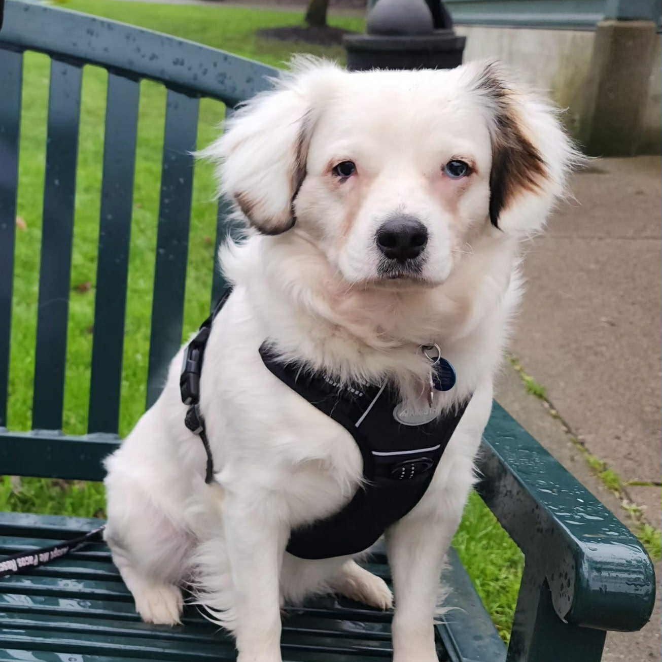 Enlarge Blue is in Seattle!, a ADOPTABLE mixed breed in Redmond, WA image 6/6