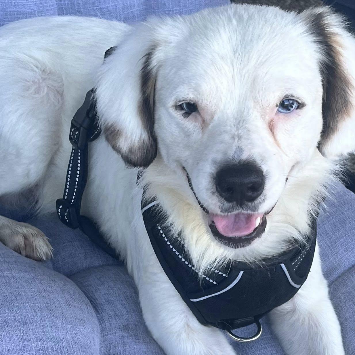 Enlarge Blue is in Seattle!, a ADOPTABLE mixed breed in Redmond, WA image 4/5