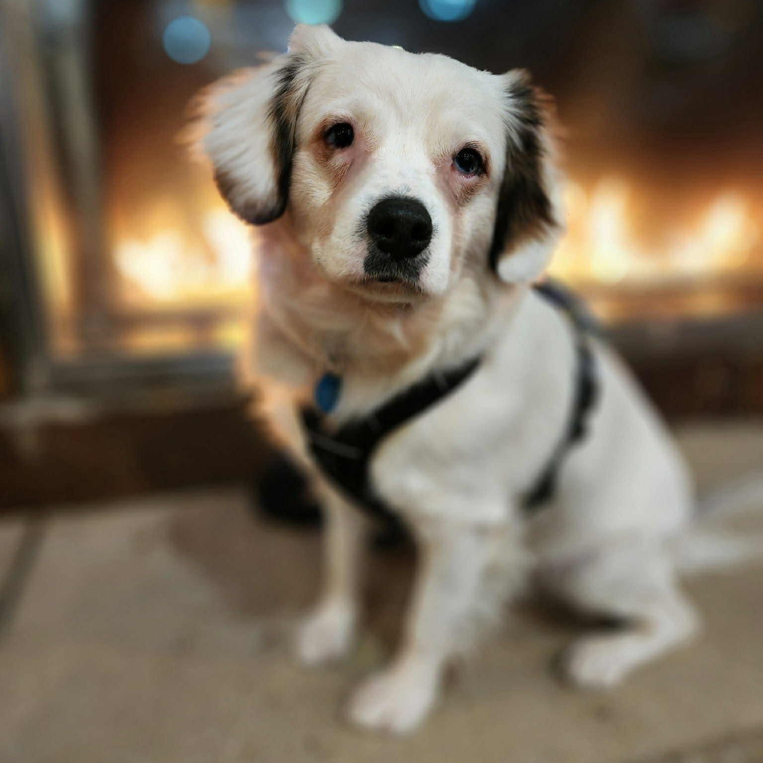 Blue is in Seattle!, ADOPTABLE, Young Male Spaniel & Australian Shepherd.