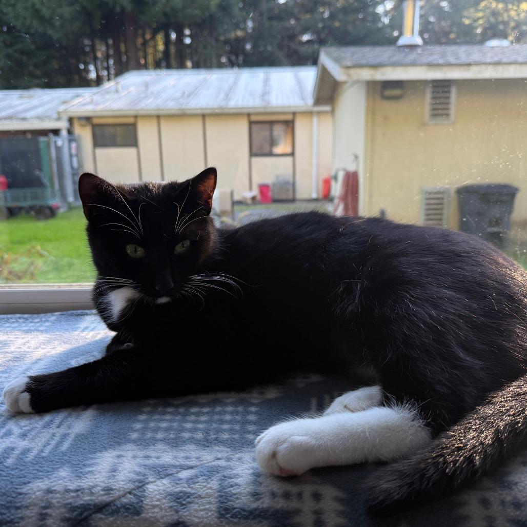 Zara, Adoptable, Young Female Domestic Short Hair.