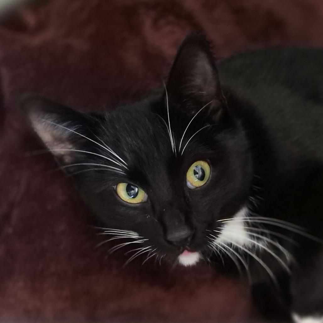 Zara, a Adoptable Domestic Short Hair in Fort Bragg, CA image 2/3