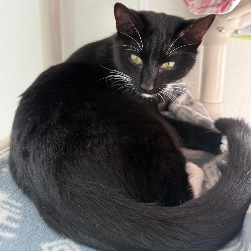 Zara, a Adoptable Domestic Short Hair in Fort Bragg, CA image 3/3