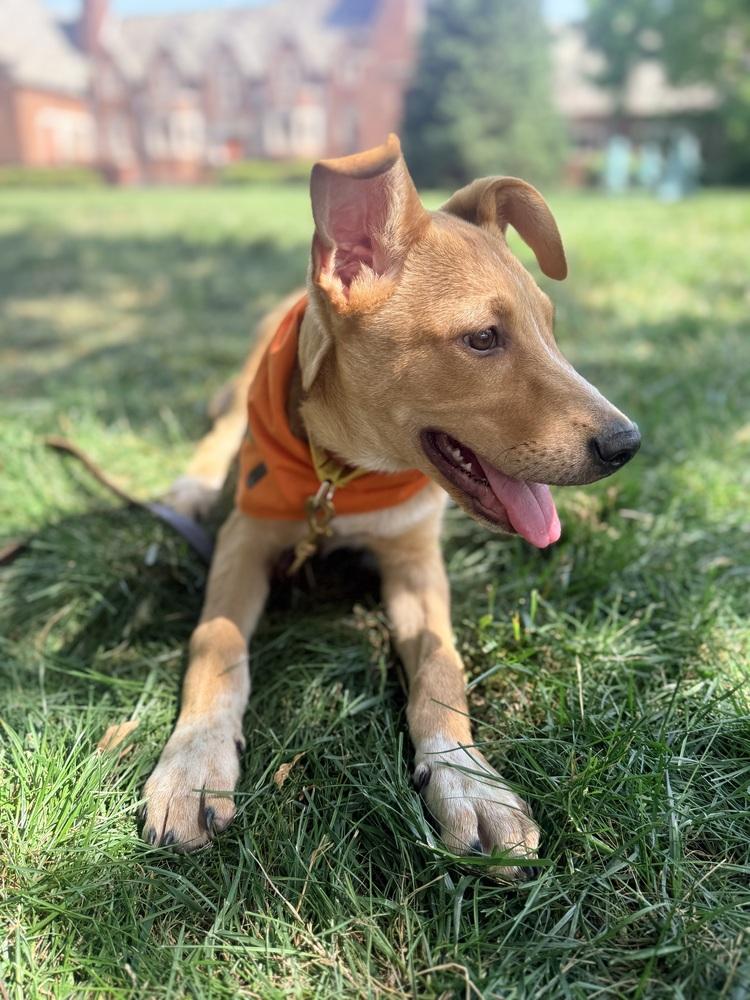 Georgie, a Adoptable mixed breed in Willingboro, NJ image 1/6