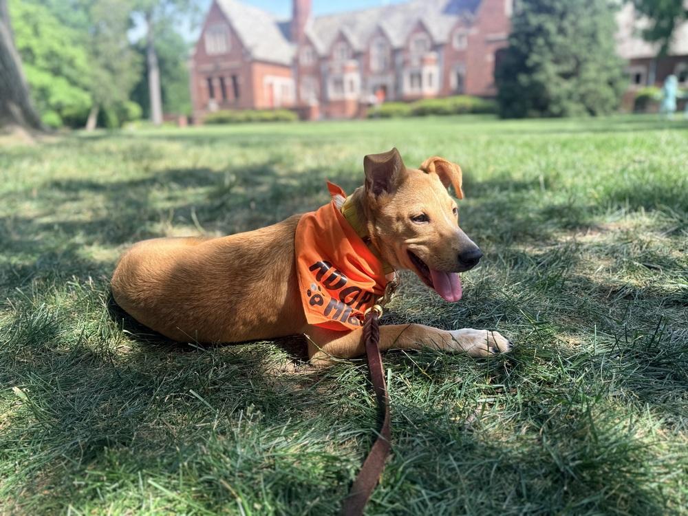 Georgie, a Adoptable mixed breed in Willingboro, NJ image 4/6