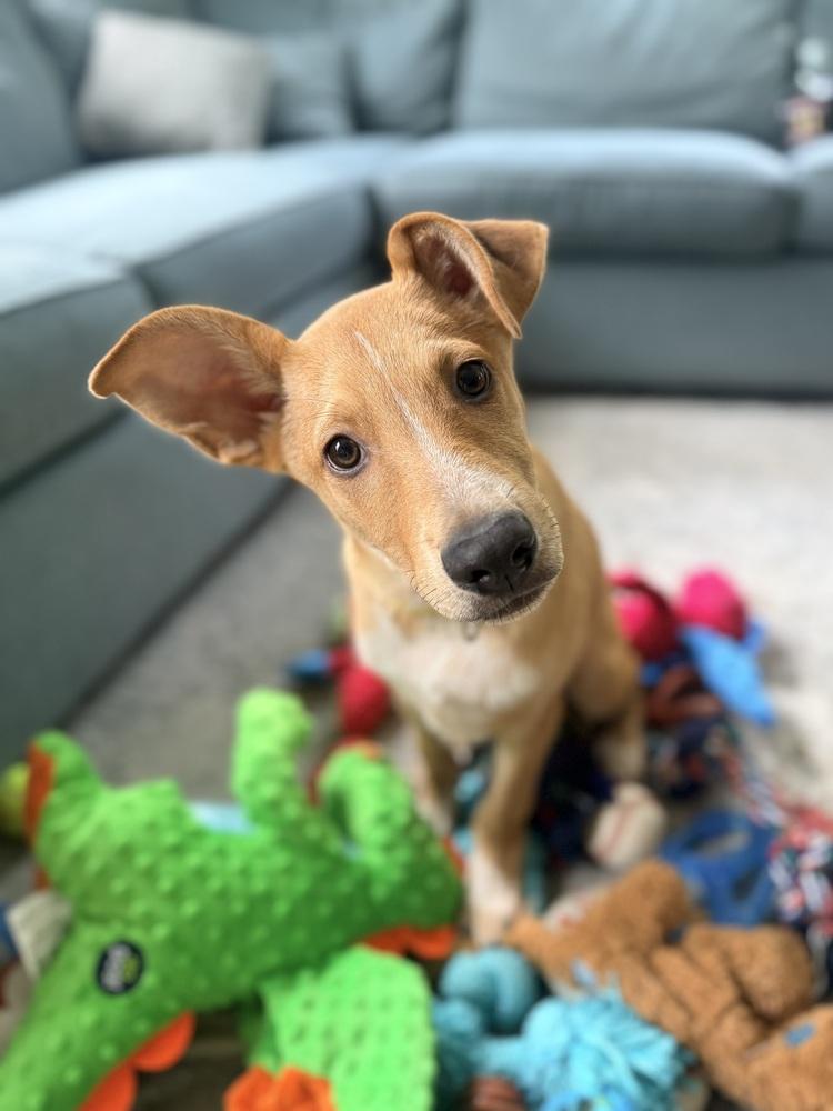 Georgie, a Adoptable mixed breed in Willingboro, NJ image 5/6