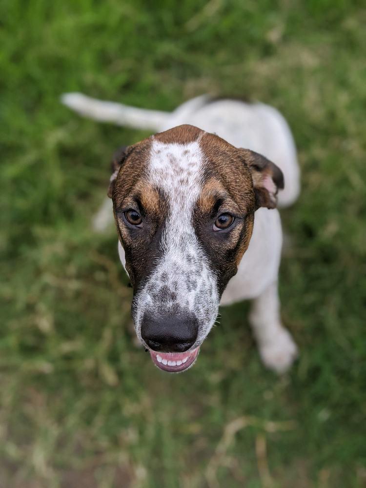 Grey, Adopted, Young Male Labrador Retriever & Hound.