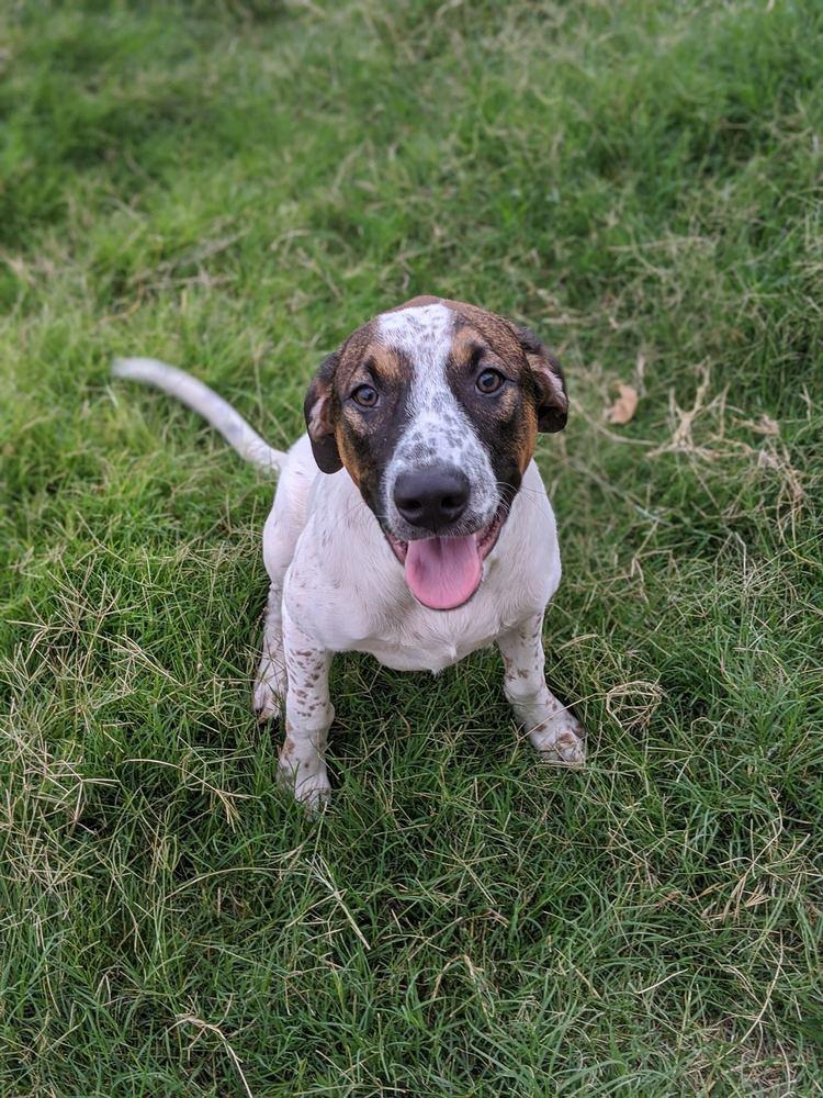 Grey, a Adopted mixed breed in Sanger, TX image 2/4