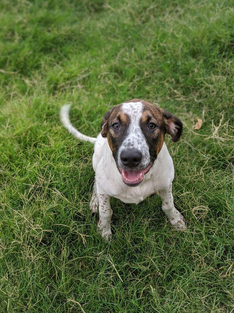 Grey, a Adopted mixed breed in Sanger, TX image 3/4