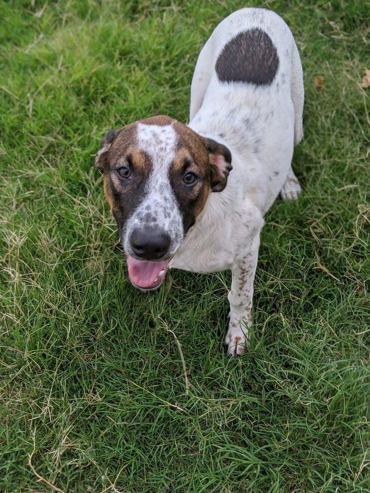 Grey, a Adopted mixed breed in Sanger, TX image 4/4