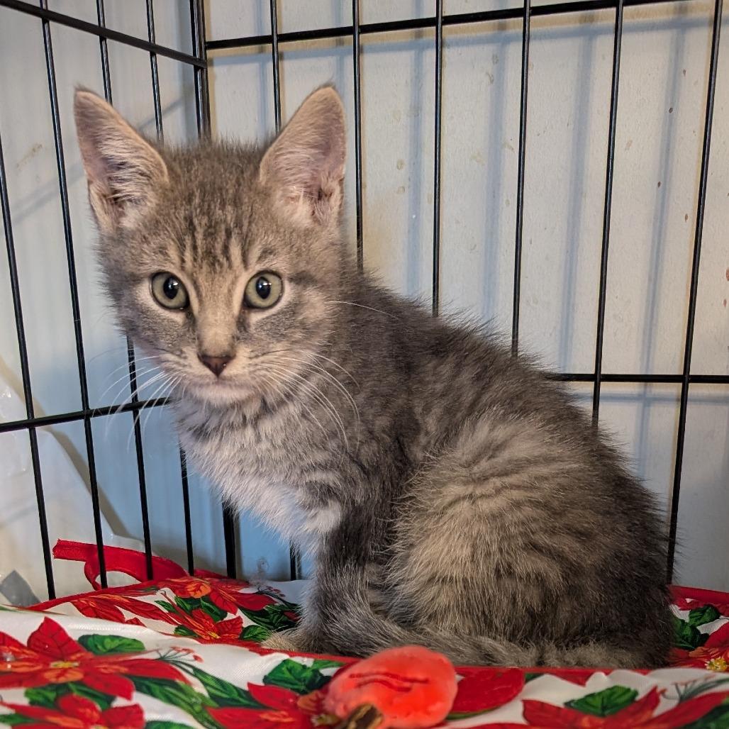 1125-149 Hyzer, Adoptable, Kitten Male Domestic Short Hair.