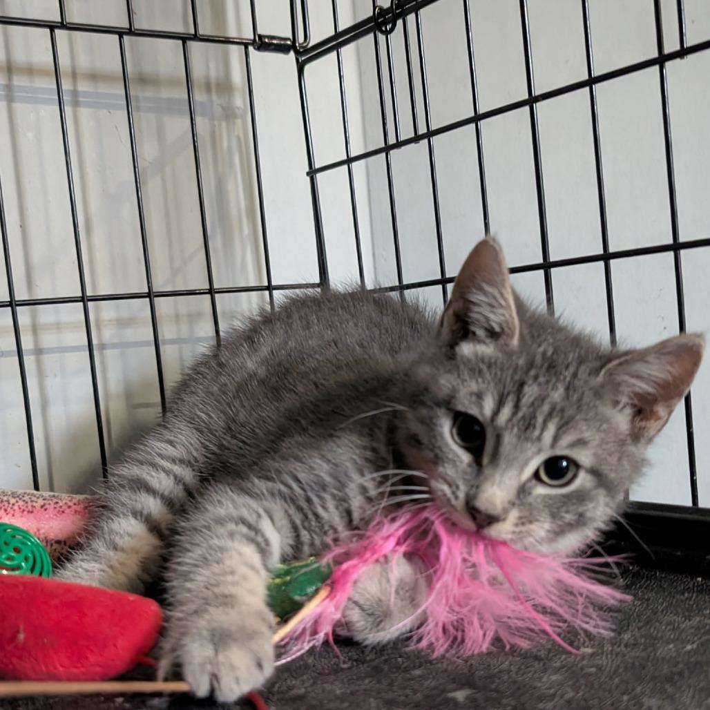 Enlarge 1125-149 Hyzer, a Adoptable Domestic Short Hair in Abingdon, MD image 3/5