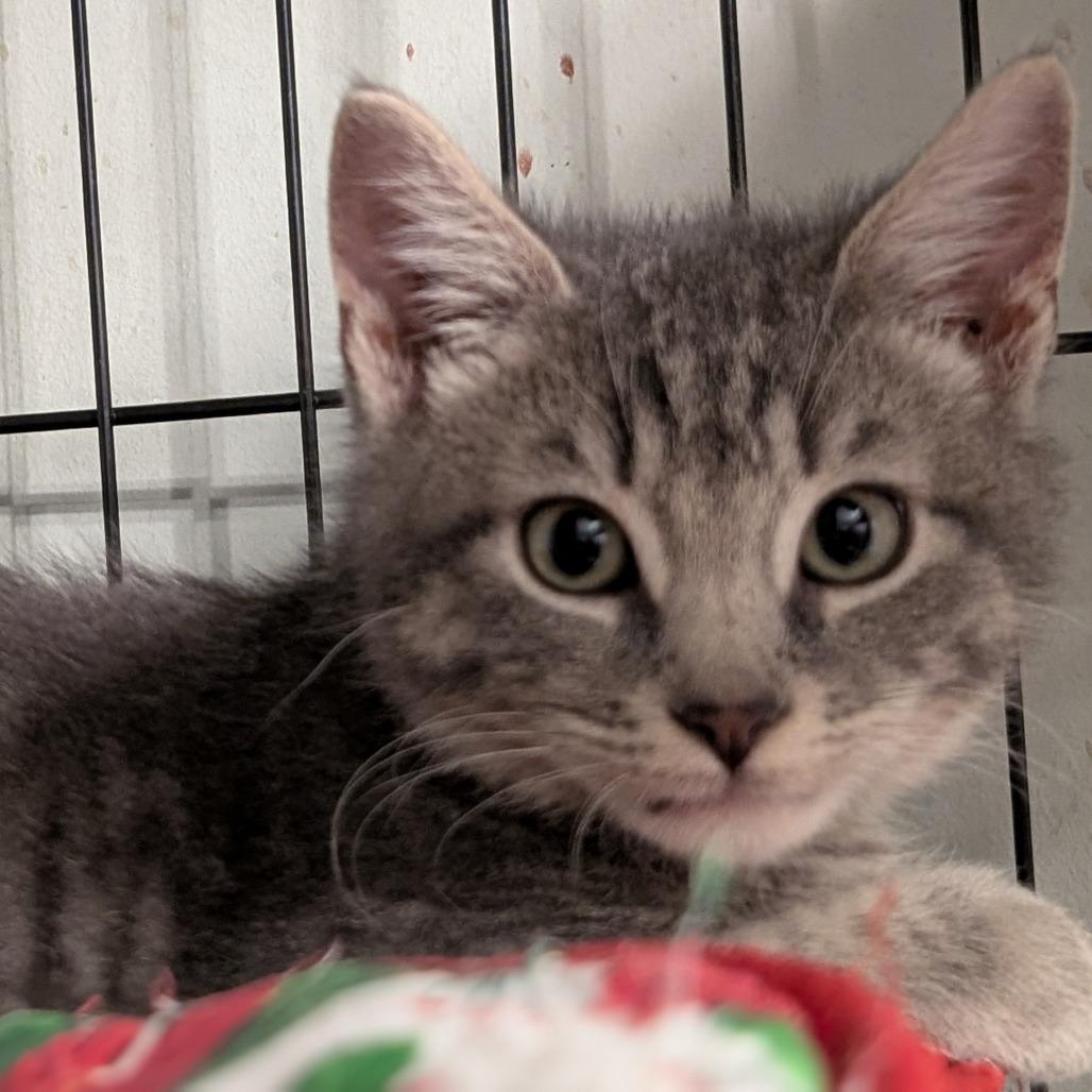 Enlarge 1125-149 Hyzer, a Adoptable Domestic Short Hair in Abingdon, MD image 4/5