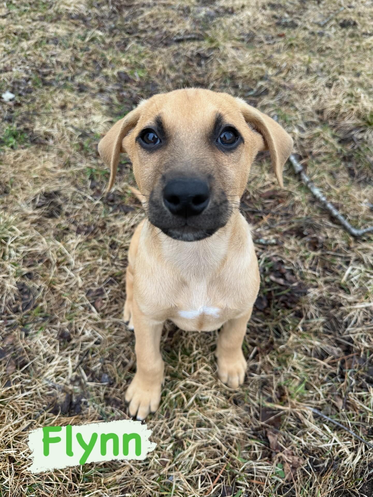 Flynn, ADOPTABLE, Puppy Male Mixed Breed.