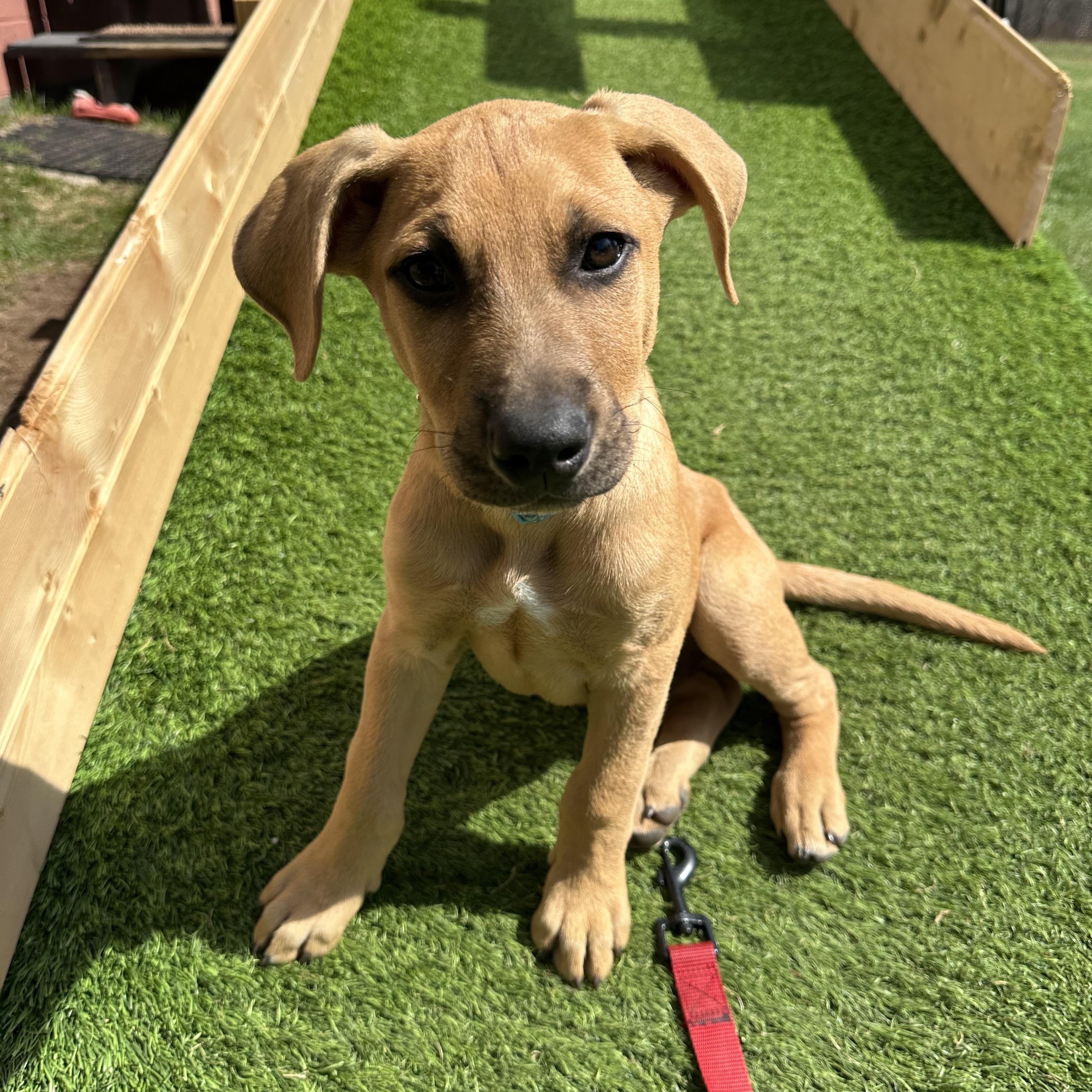 Flynn, ADOPTABLE, Puppy Male Mixed Breed.