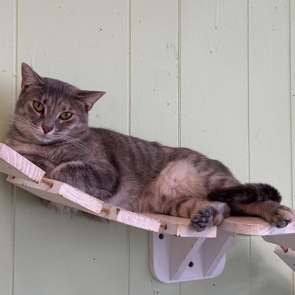 Enlarge Cream Puff, a Adoptable Domestic Short Hair in Mount Juliet, TN image 1/1