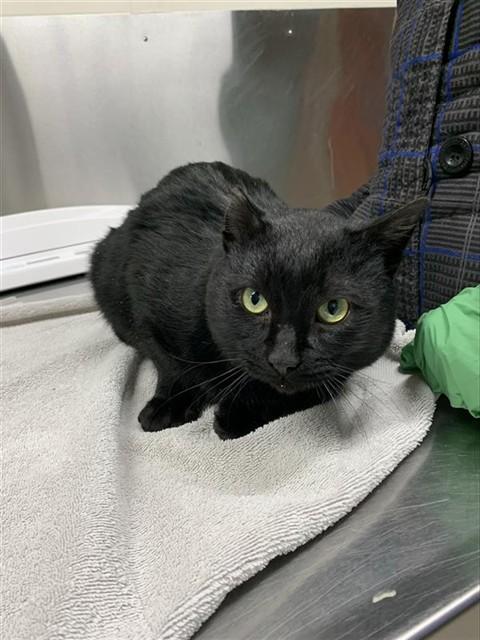 Enlarge RAVEN, a Adoptable Domestic Short Hair in Fairbanks, AK image 1/1