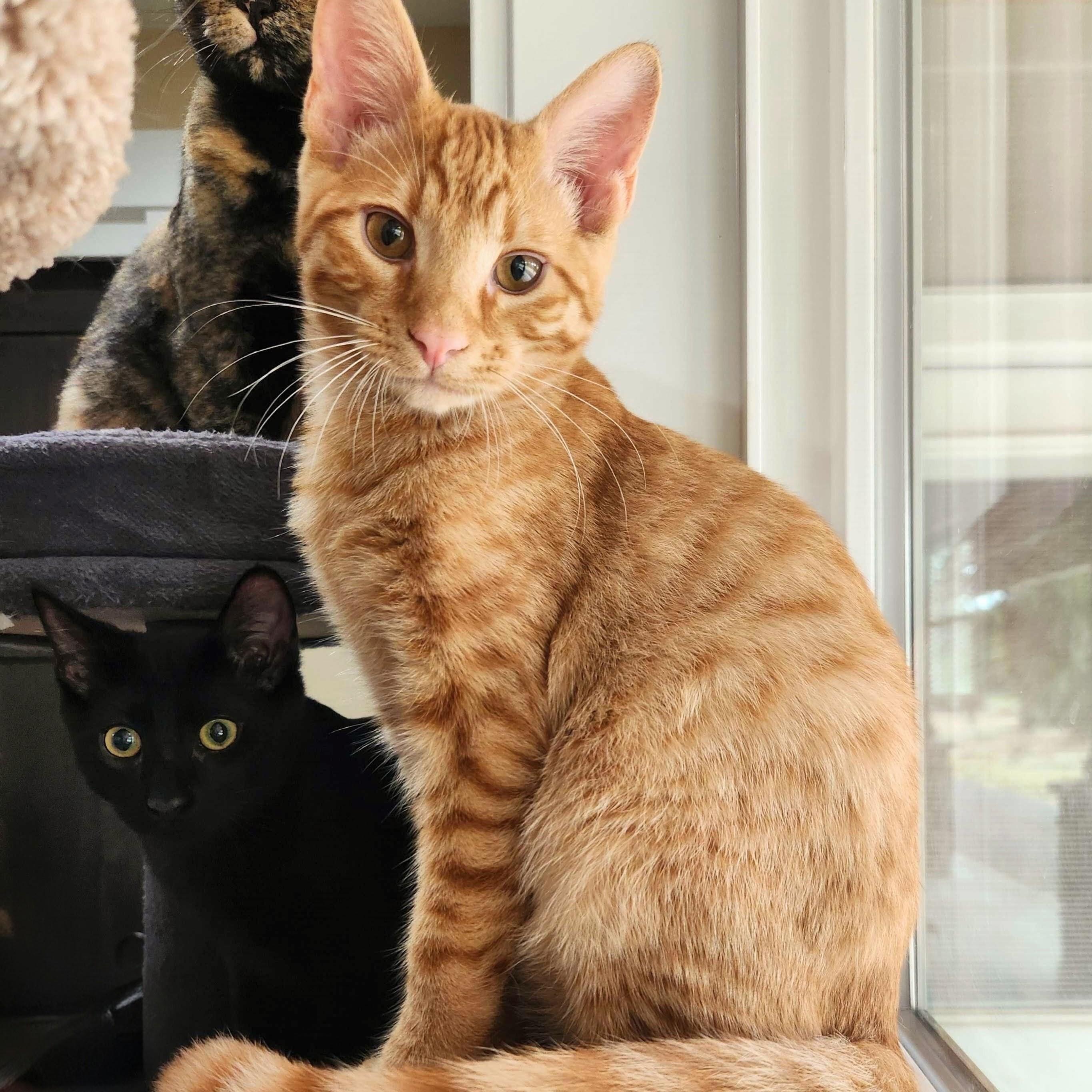 Enlarge Edward, a Adoptable Domestic Short Hair in Wilsonville, OR image 1/6