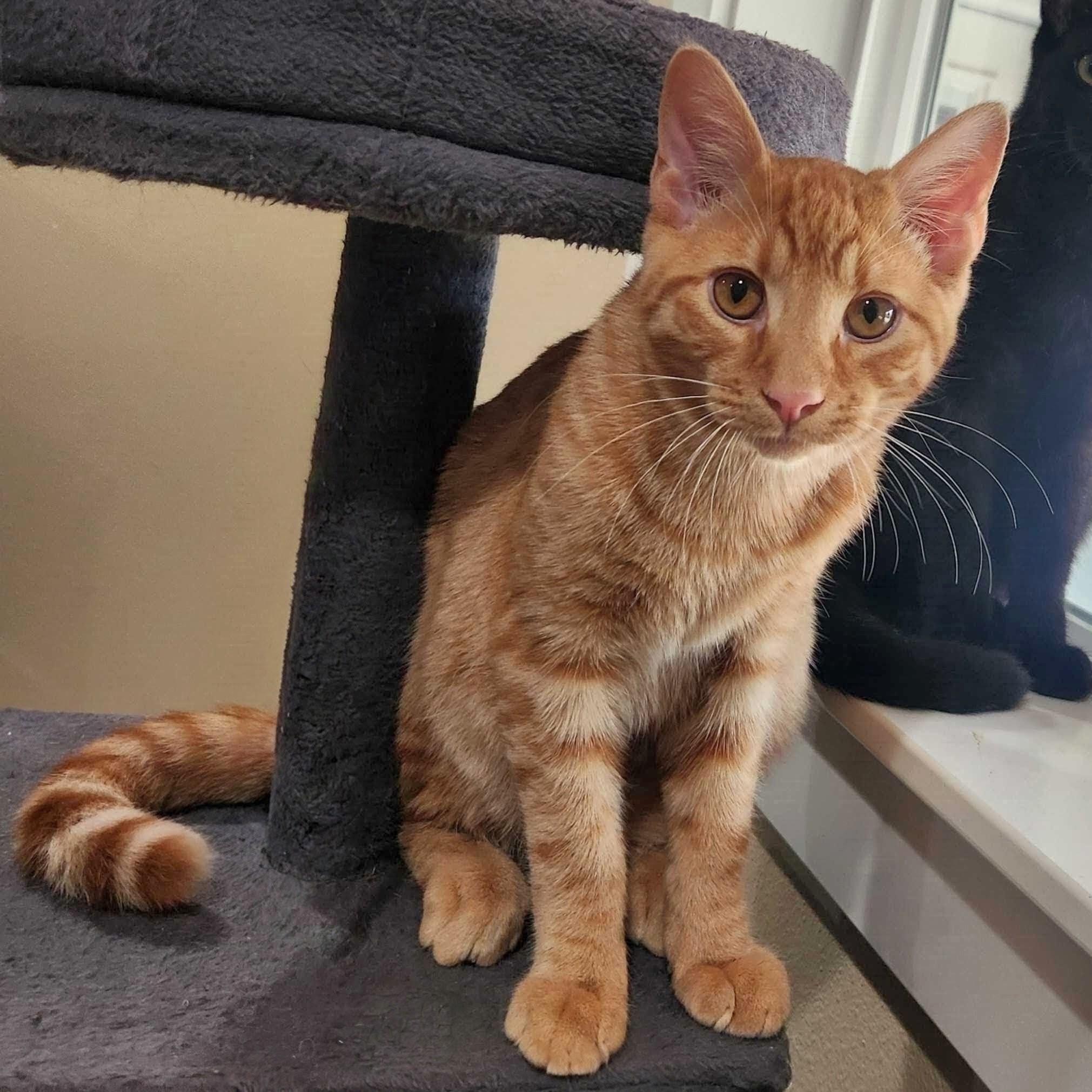 Enlarge Edward, a Adoptable Domestic Short Hair in Wilsonville, OR image 2/6