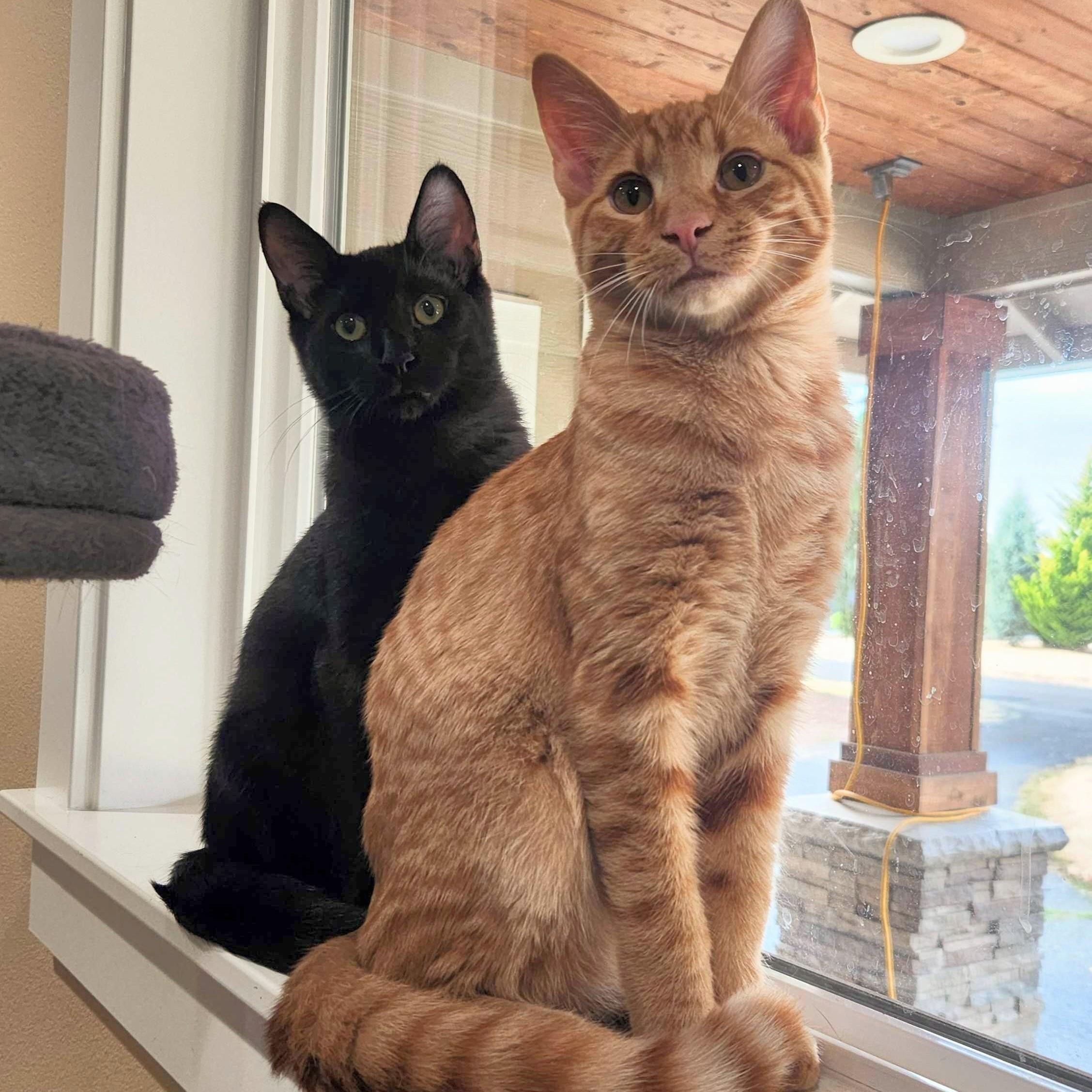 Enlarge Edward, a Adoptable Domestic Short Hair in Wilsonville, OR image 3/6