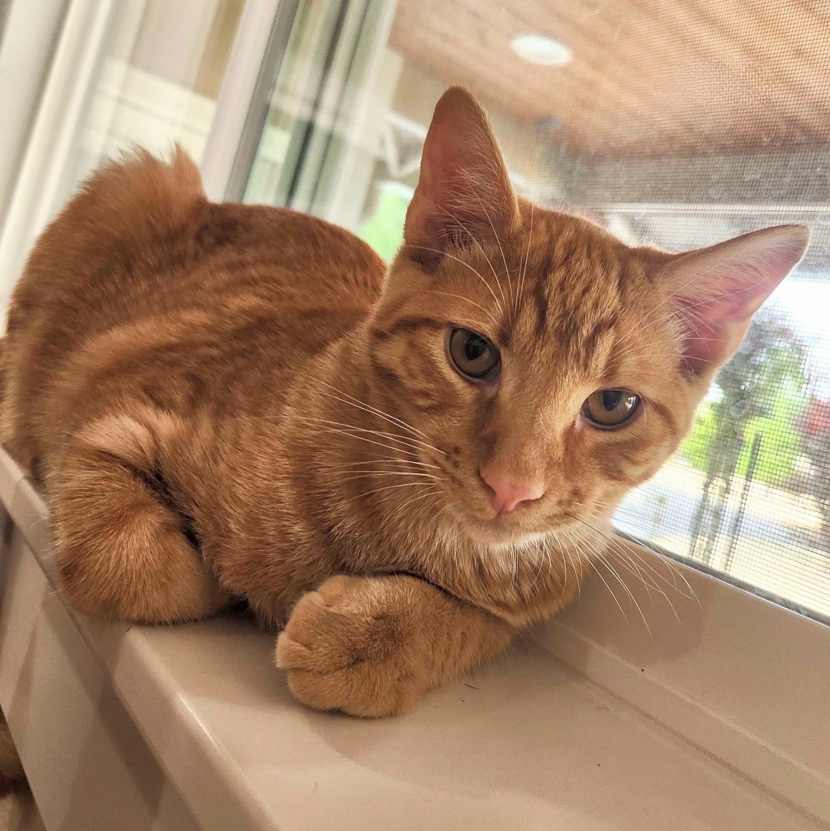 Enlarge Edward, a Adoptable Domestic Short Hair in Wilsonville, OR image 4/6