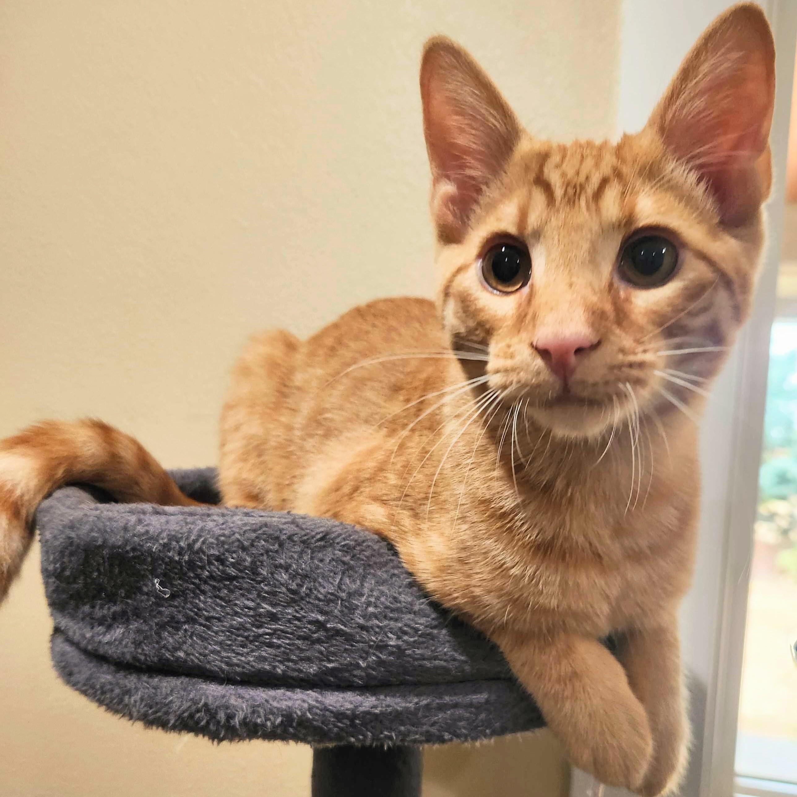Enlarge Edward, a Adoptable Domestic Short Hair in Wilsonville, OR image 5/6
