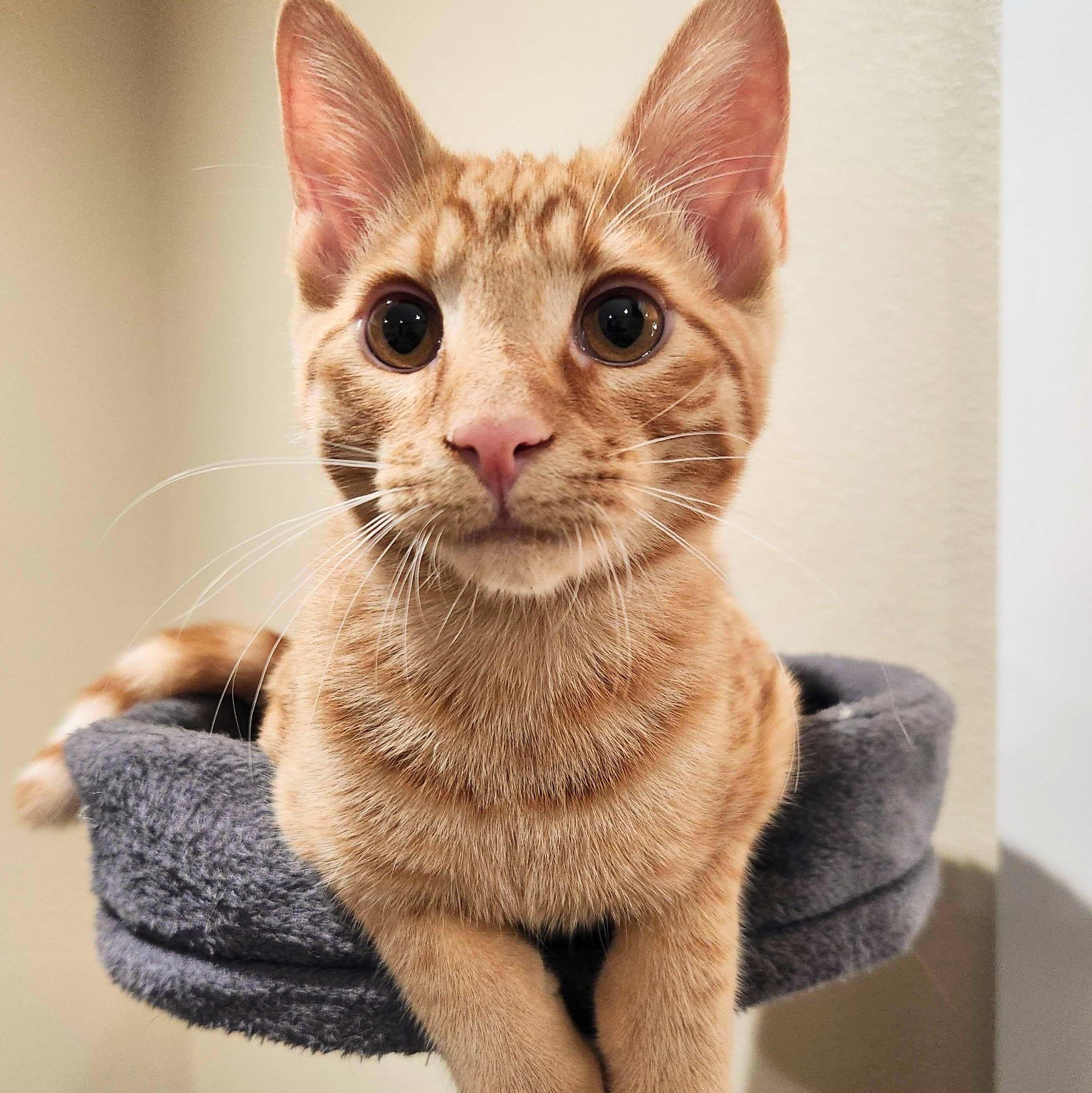 Enlarge Edward, a Adoptable Domestic Short Hair in Wilsonville, OR image 6/6
