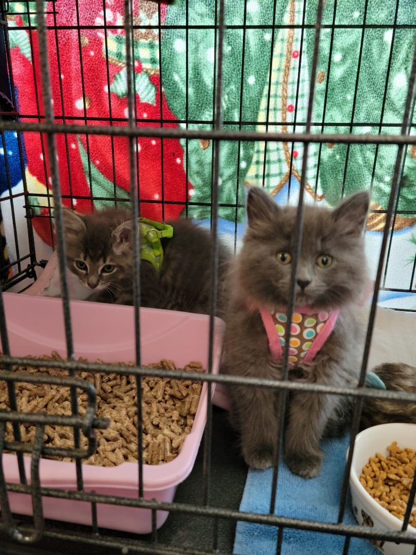 Maxwell and Macie, a Adopted Domestic Medium Hair in Charlestown, NH image 1/4