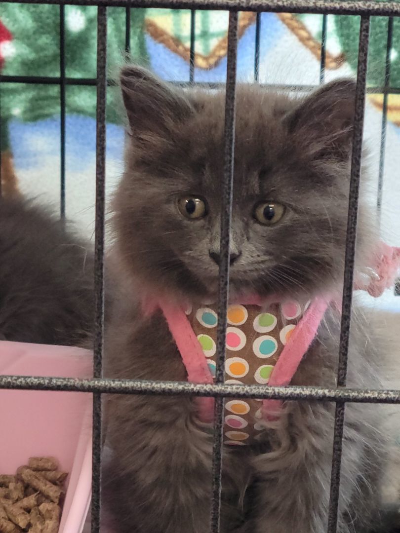 Maxwell and Macie, a Adopted Domestic Medium Hair in Charlestown, NH image 2/4