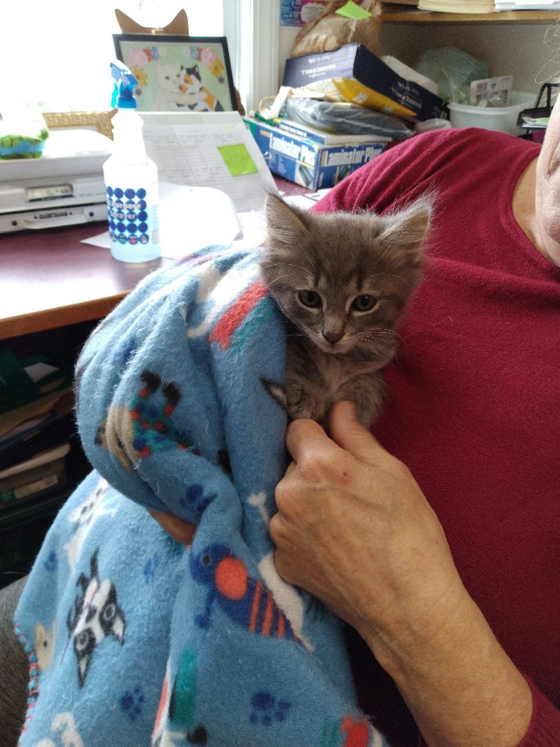 Maxwell and Macie, a Adopted Domestic Medium Hair in Charlestown, NH image 3/4