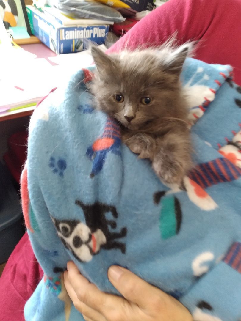 Maxwell and Macie, a Adopted Domestic Medium Hair in Charlestown, NH image 4/4