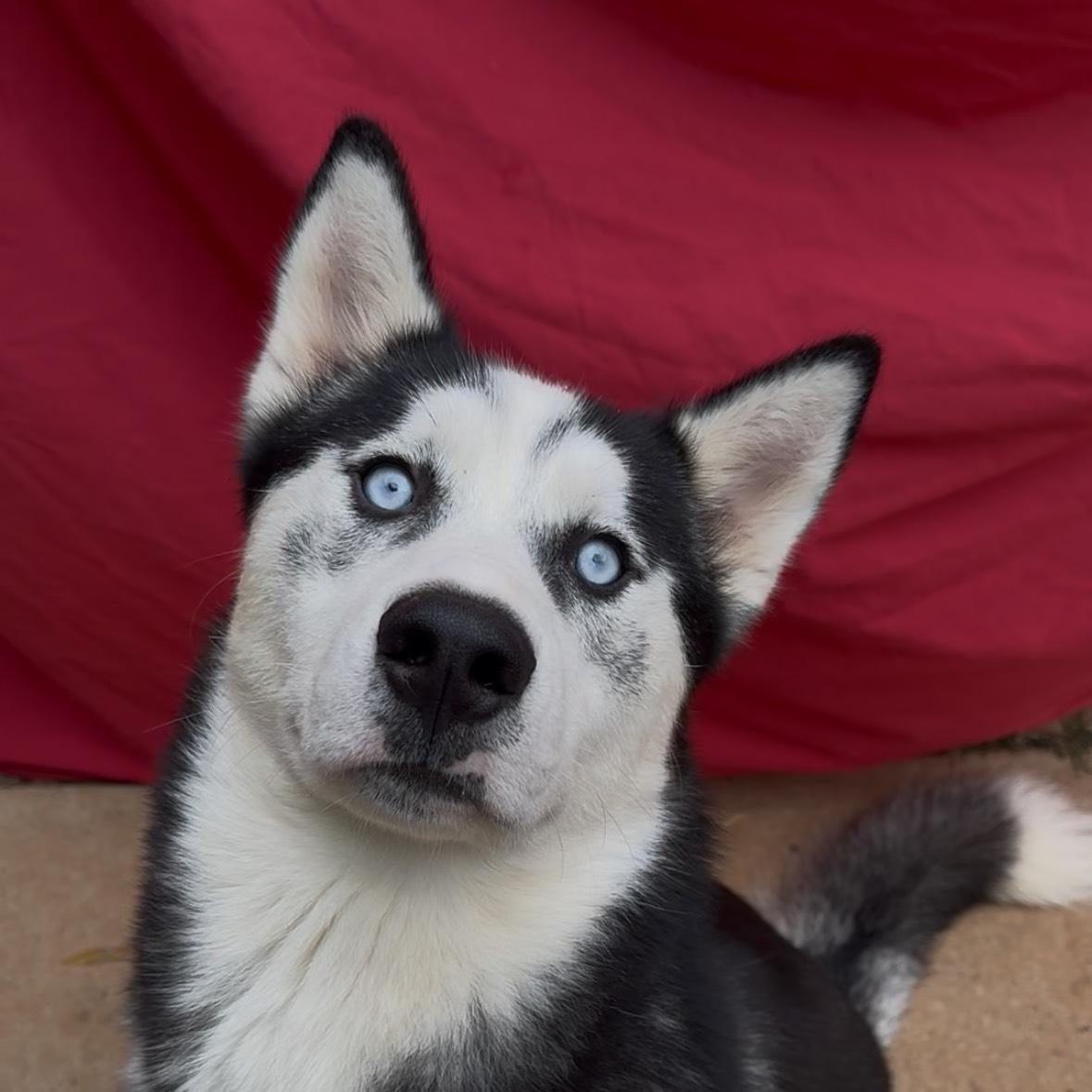 Enlarge Jack, an adopted Husky in waxhaw, NC image 1/4