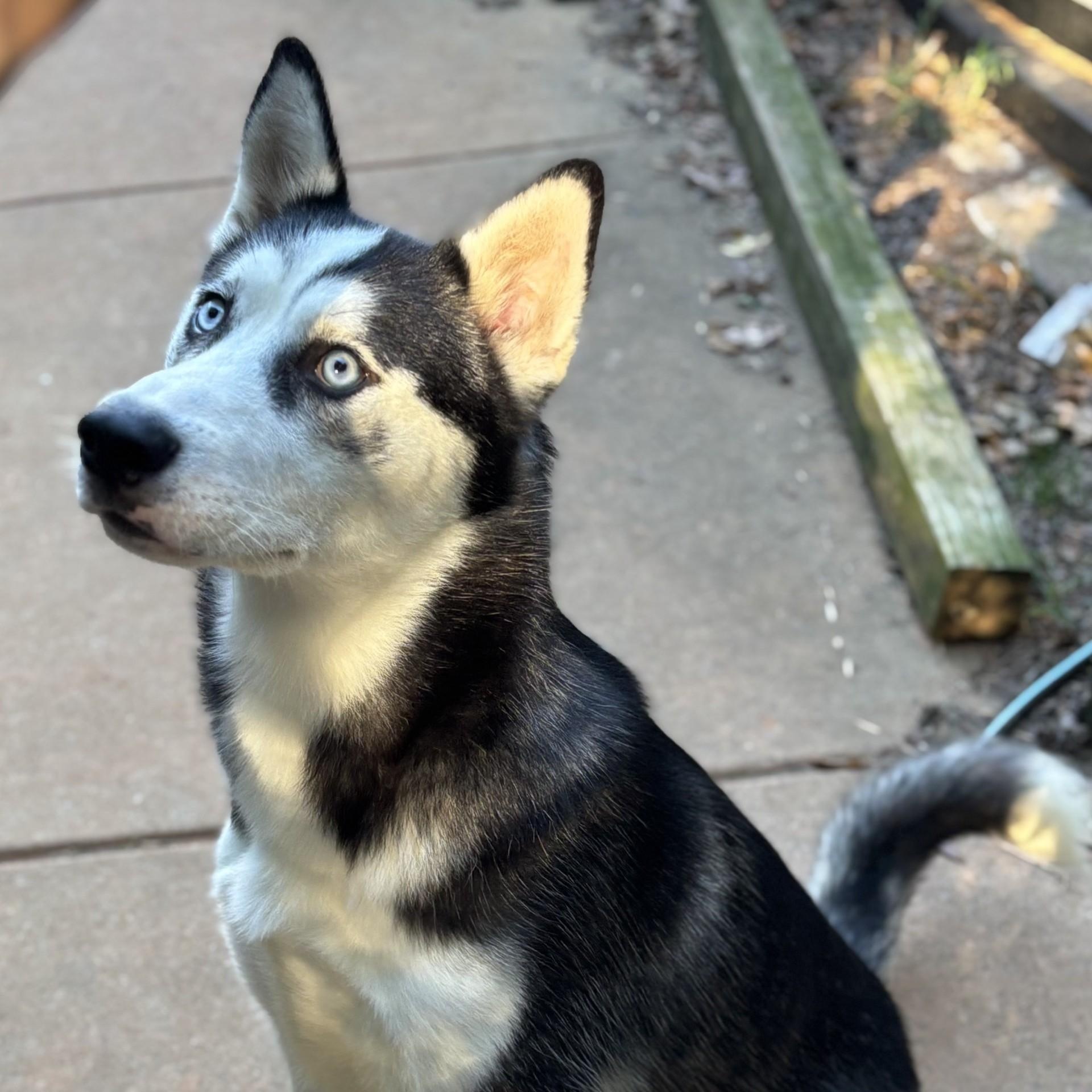 Enlarge Jack, an adopted Husky in waxhaw, NC image 2/4