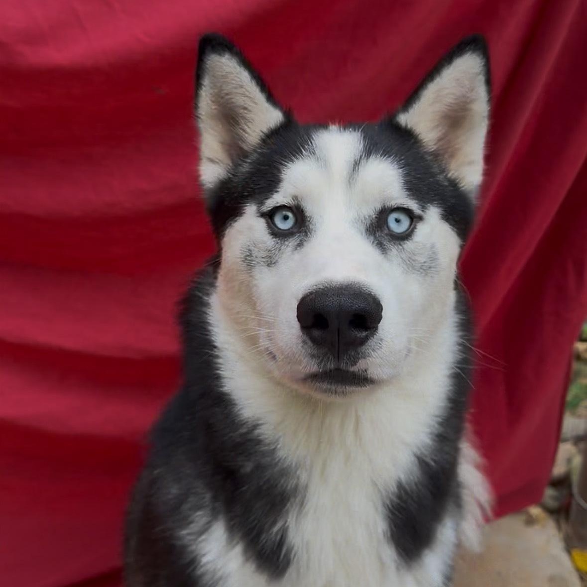 Enlarge Jack, an adopted Husky in waxhaw, NC image 3/4