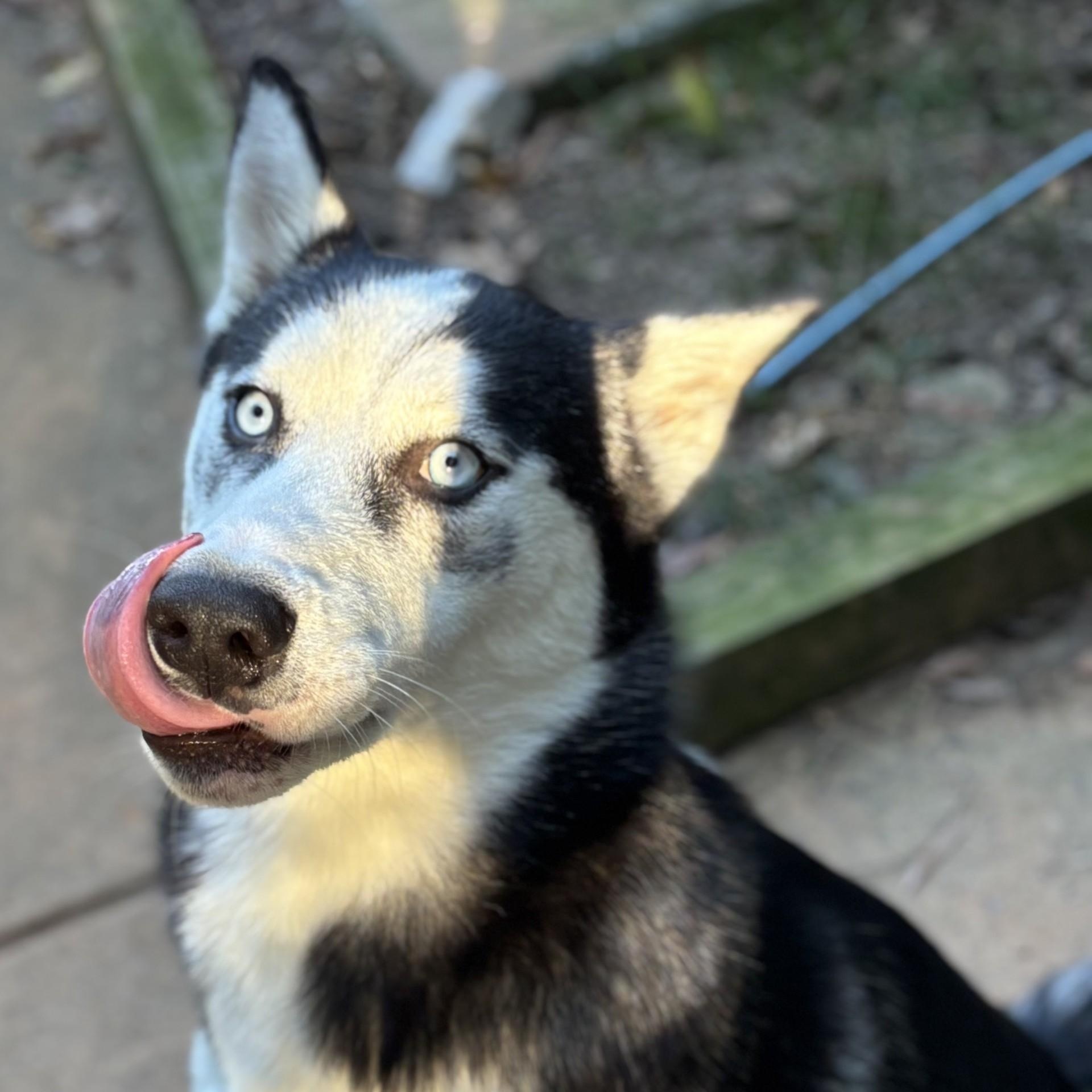 Enlarge Jack, an adopted Husky in waxhaw, NC image 4/4