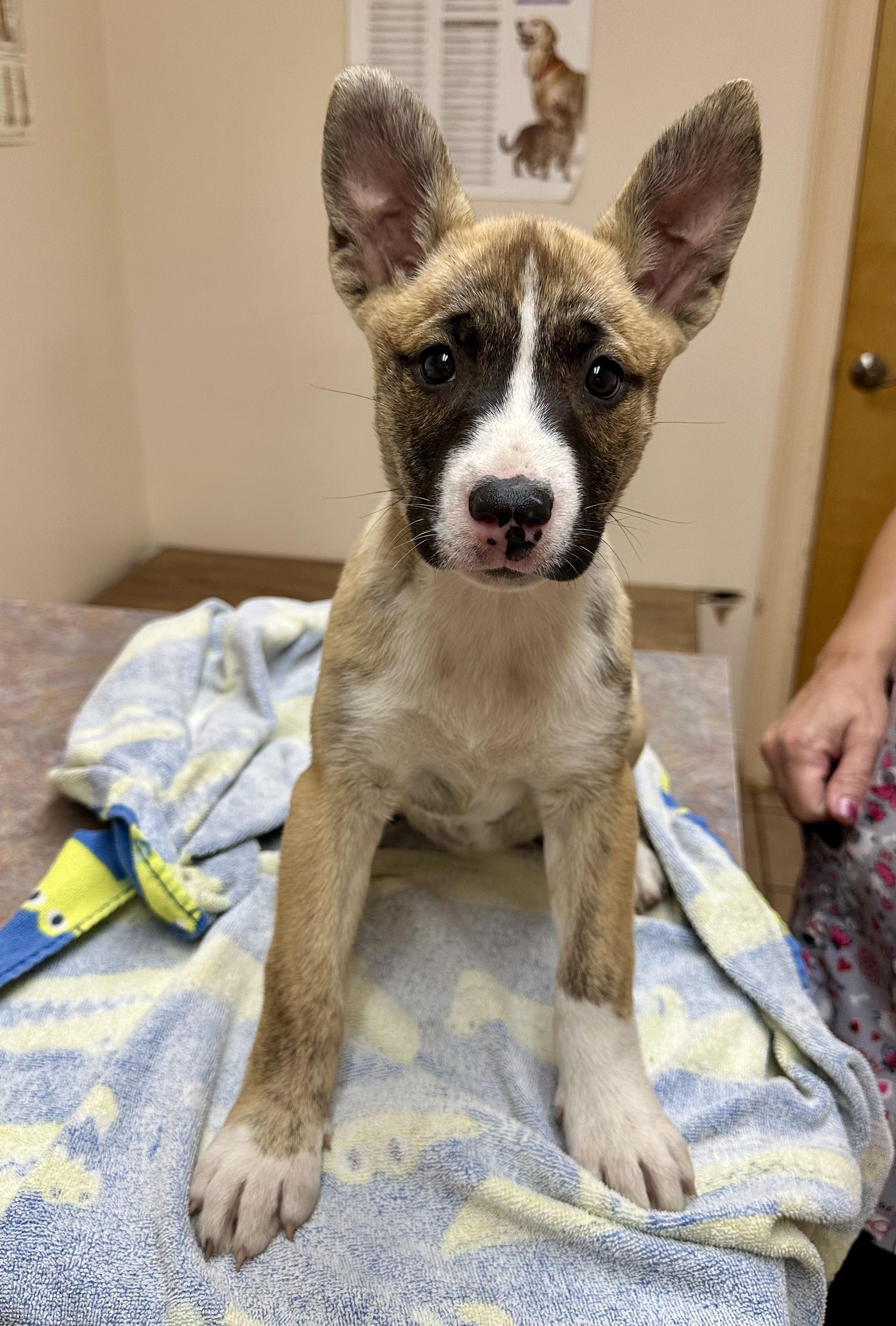 Enlarge Dottie, a Adoptable mixed breed in Glover, VT image 1/1
