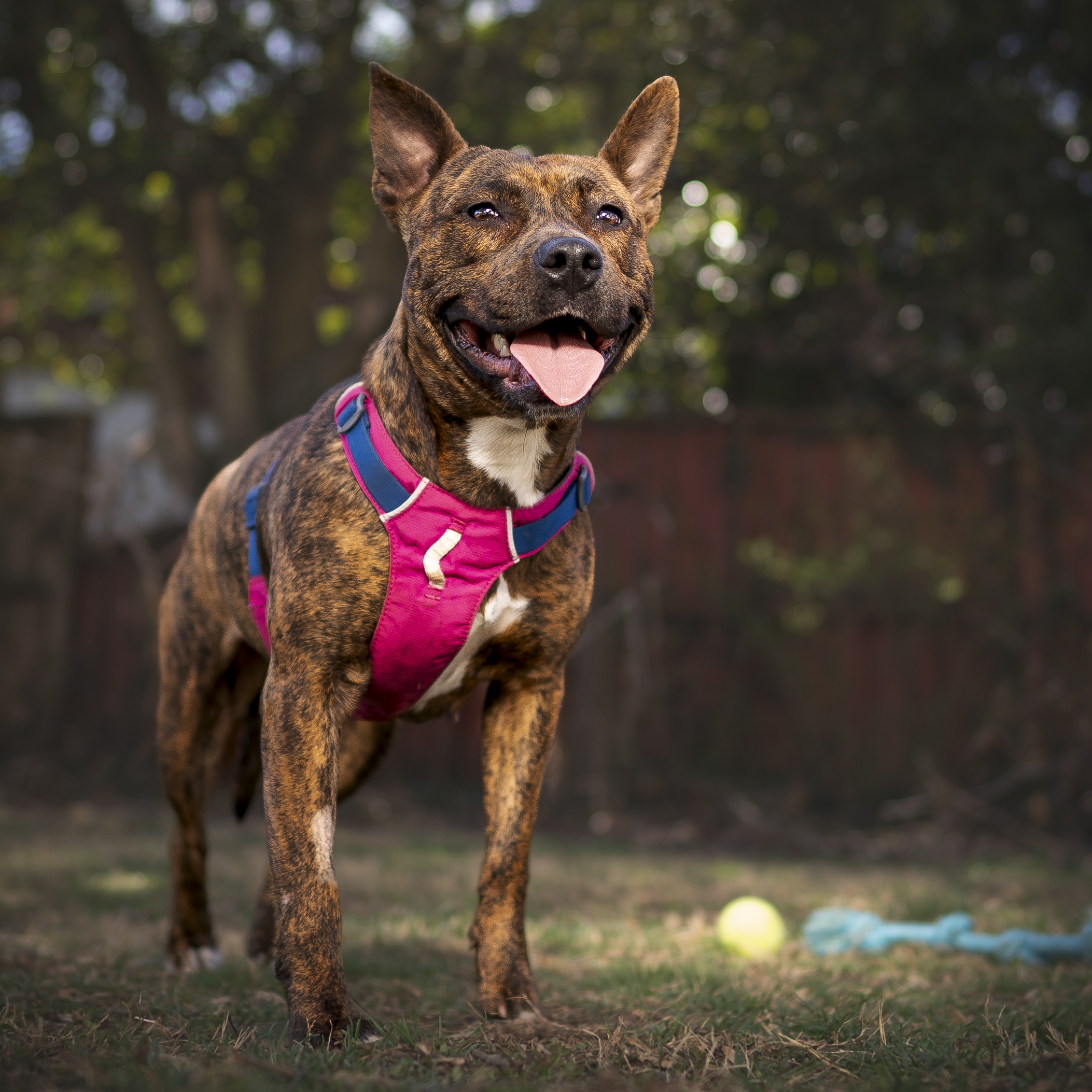 Morgan, a Adopted Staffordshire Bull Terrier in Asheville, NC image 2/7