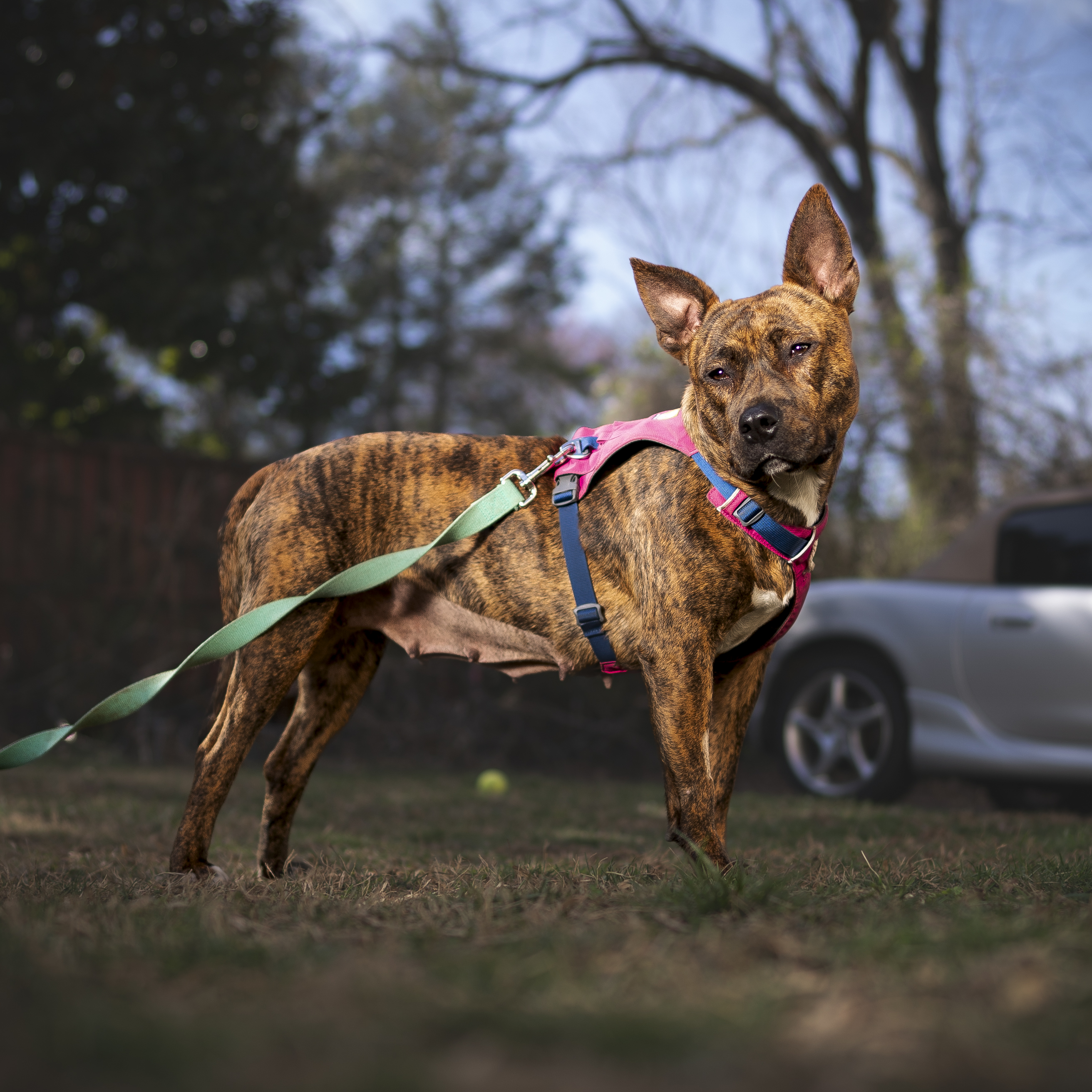 Morgan, a Adopted Staffordshire Bull Terrier in Asheville, NC image 6/7