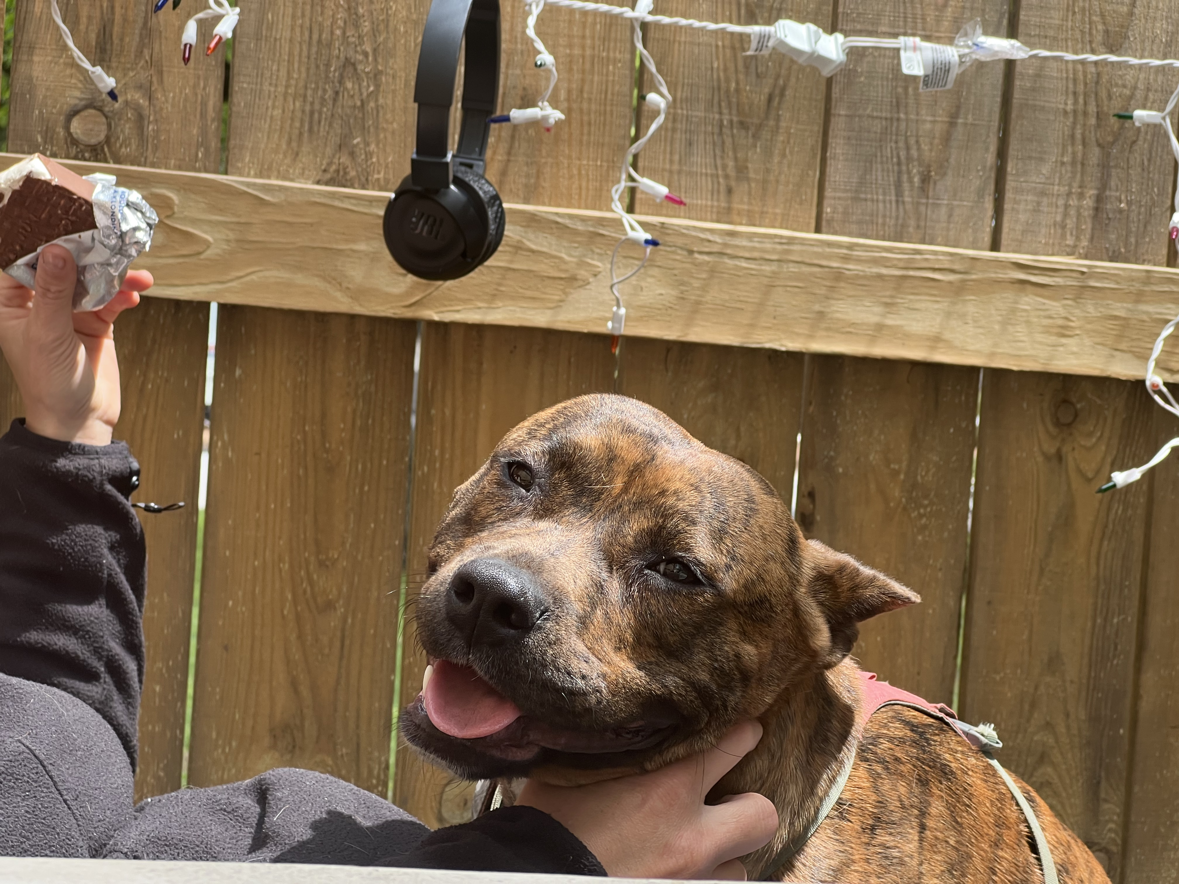 Morgan, a Adopted Staffordshire Bull Terrier in Asheville, NC image 3/7