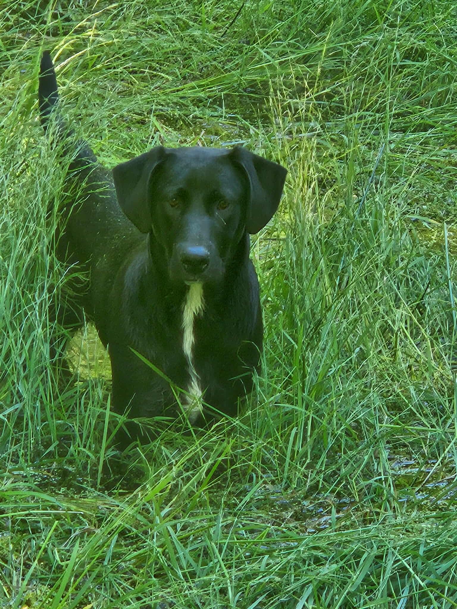 Enlarge Timmy, a Adoptable Mixed Breed in Puyallup, WA image 4/6
